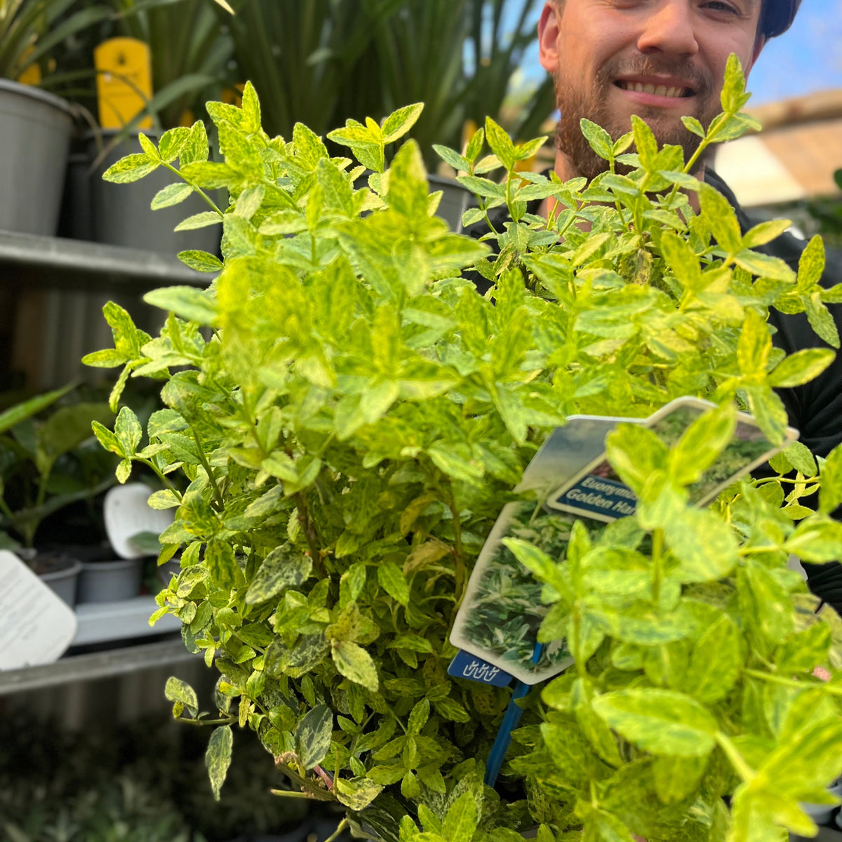 Euonymus fortunei &#39;Golden Harlequin&#39; 5L