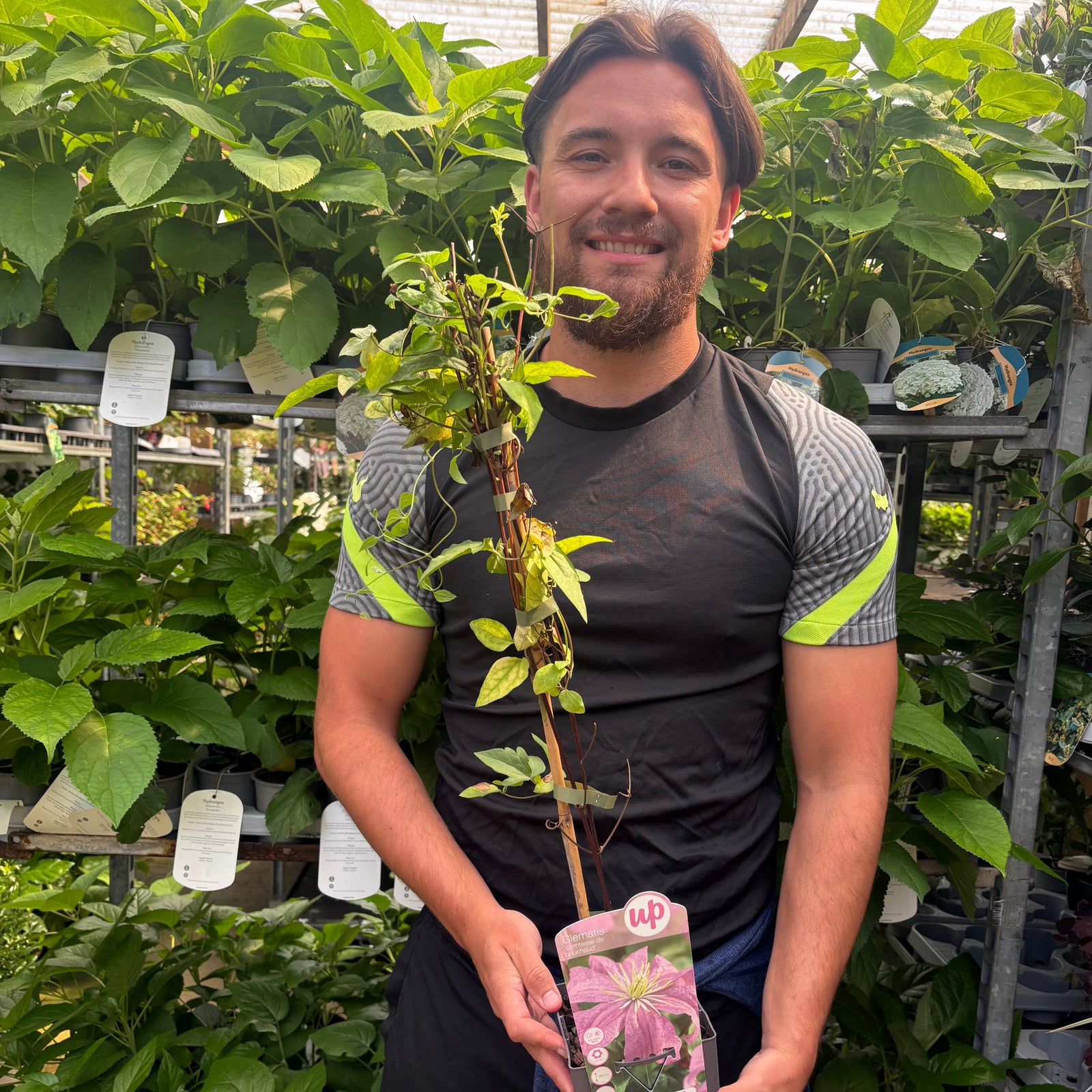 Clematis'comtesse de bouchad' 60cm