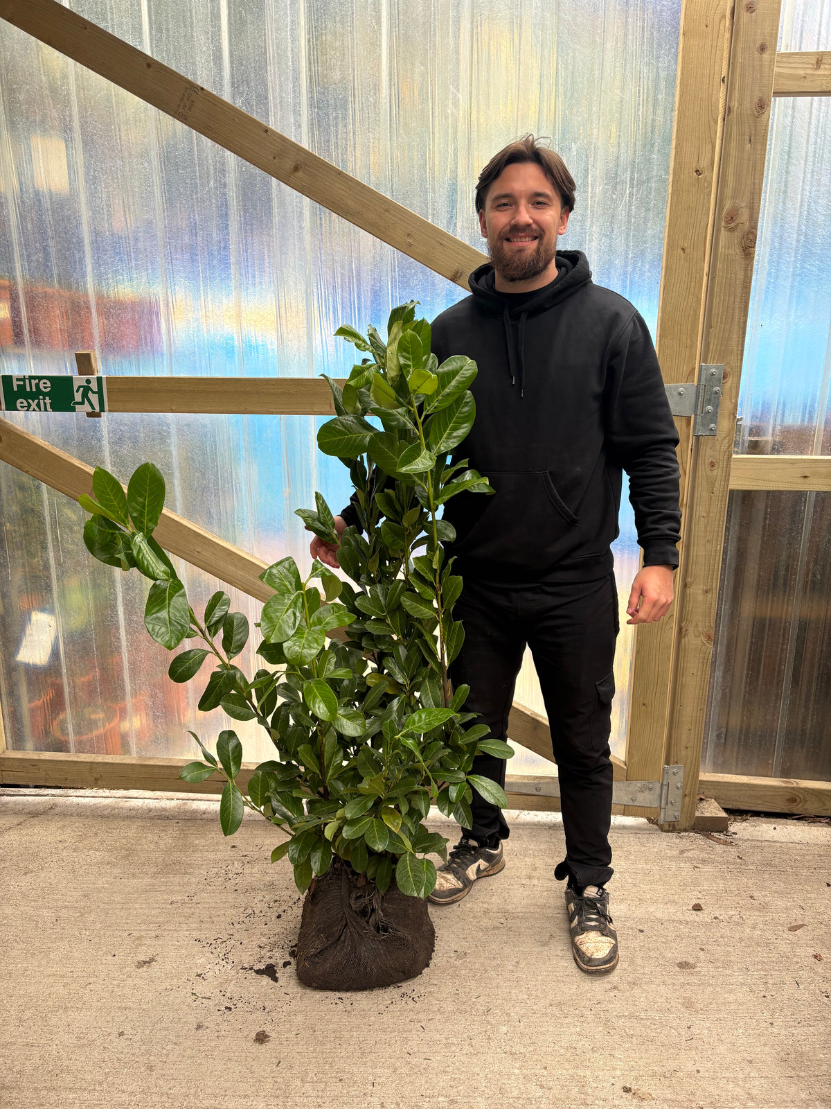 3.5-4ft Established Bushy ROOTBALL Cherry Laurel Hedge Plants (100-120cm)