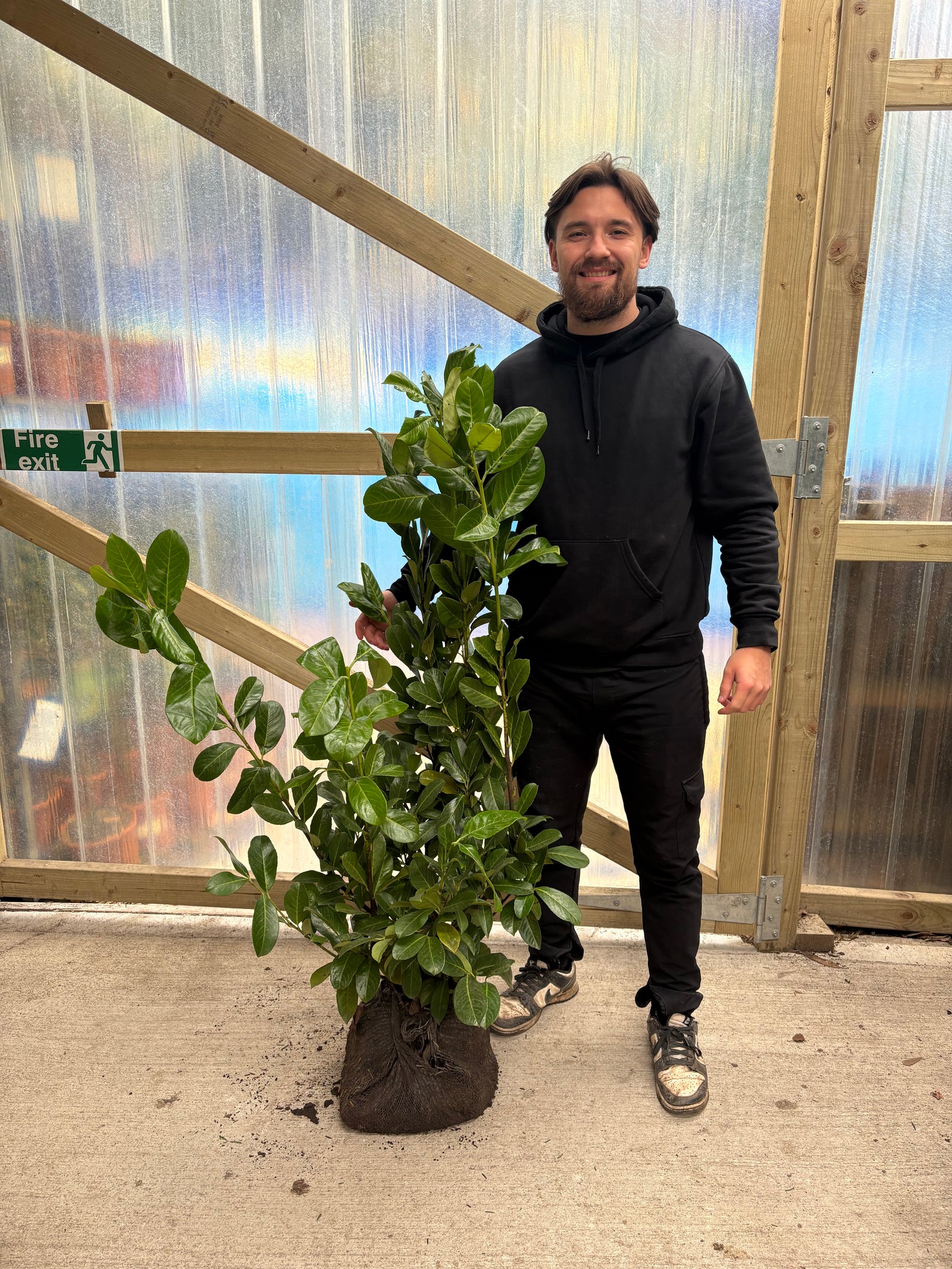 3.5-4ft Established Bushy ROOTBALL Cherry Laurel Hedge Plants (100-120cm)