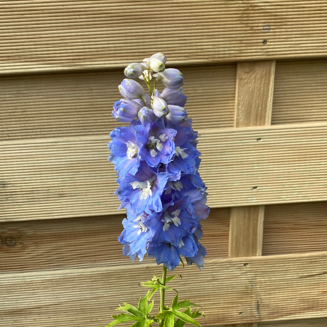 Delphinium &#39;Magic Fountain Sky Blue&#39; 9cm