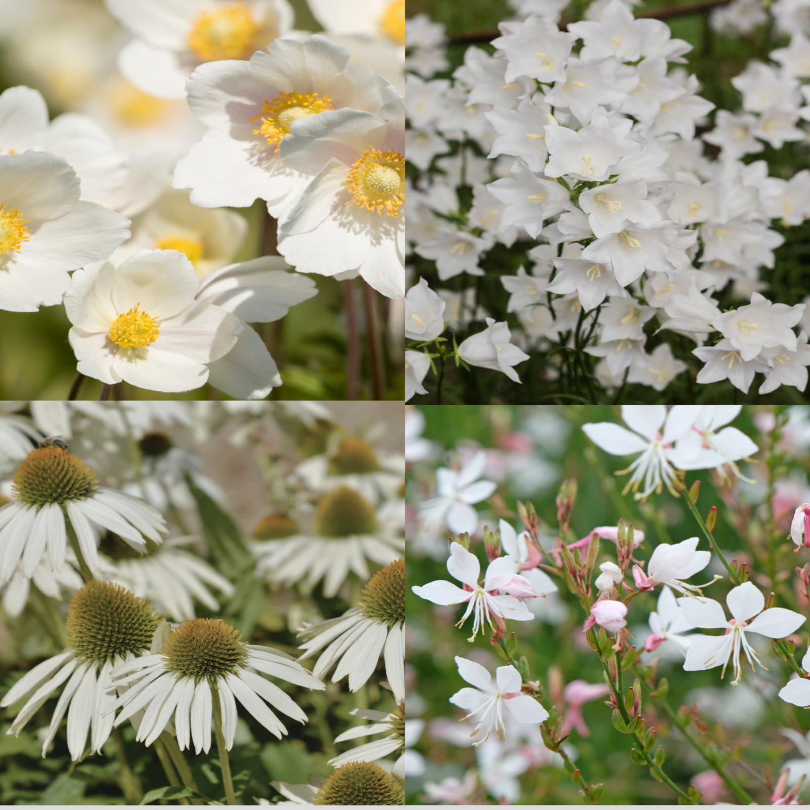 A collage of four white-flowering perennials—anemones, bellflowers, coneflowers, and gaura. Supplied in 9cm pots, these hardy herbaceous plants make the perfect choice for your garden. Product: 4 x White Flowering Perennials – 9cm Pots.