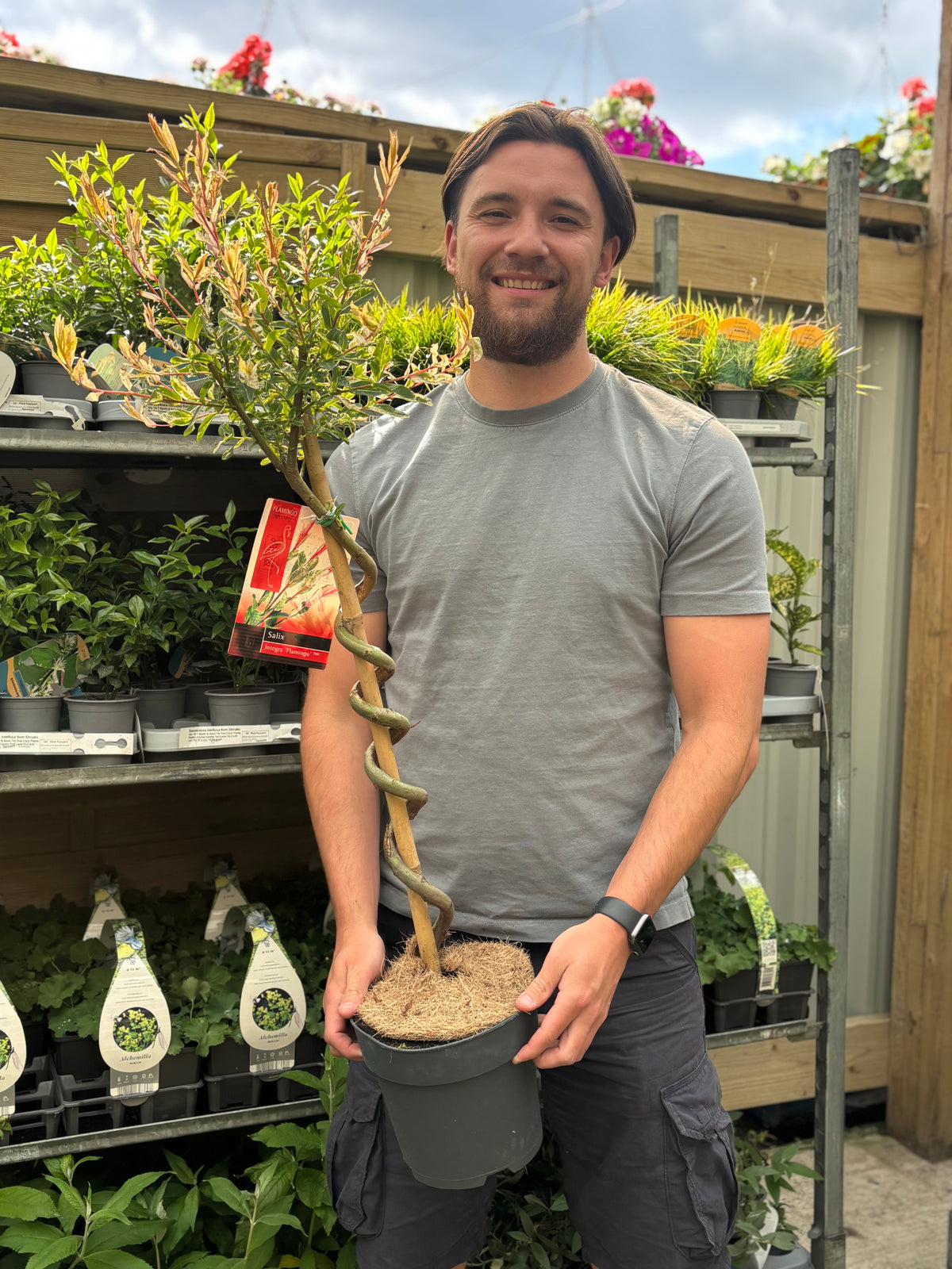 Salix intergra &#39;Hakuro - Nishiki&#39; SPIRAL Flamingo Dwarf Willow Tree (80-90cm)