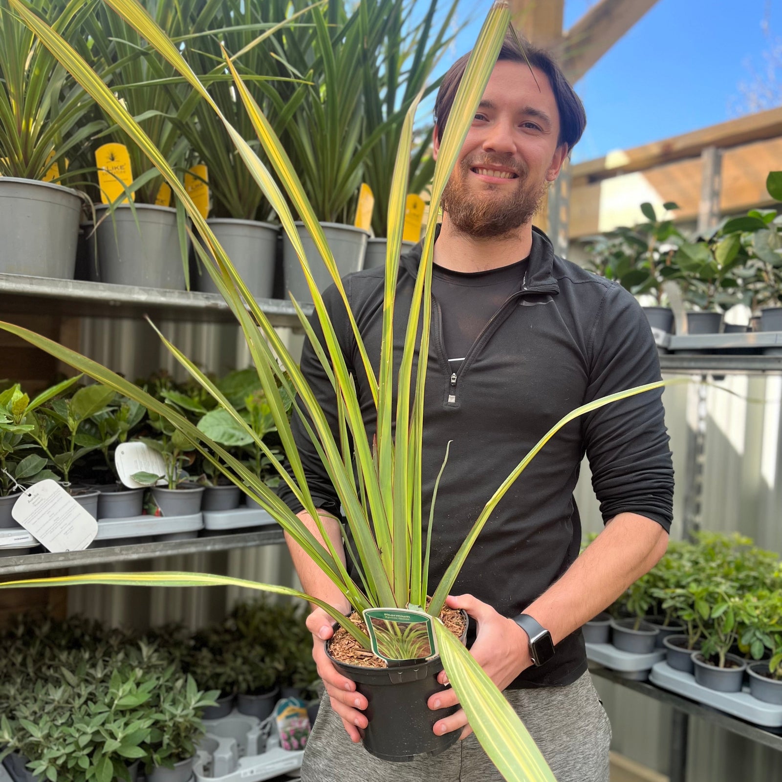 A person in a black long-sleeve shirt and gray pants holds a potted Phormium 'Apricot Queen' 2L (50-60cm inc. pot)—an evergreen with long, pointed leaves—inside a greenhouse filled with other potted plants on shelves.
