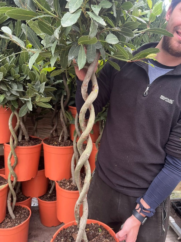 A person stands beside a 5ft Double Spiral Stem Standard Bay Tree (Laurus nobilis, 130-150cm) with lush evergreen foliage; several similar spiral bay trees in orange pots are visible in the background.