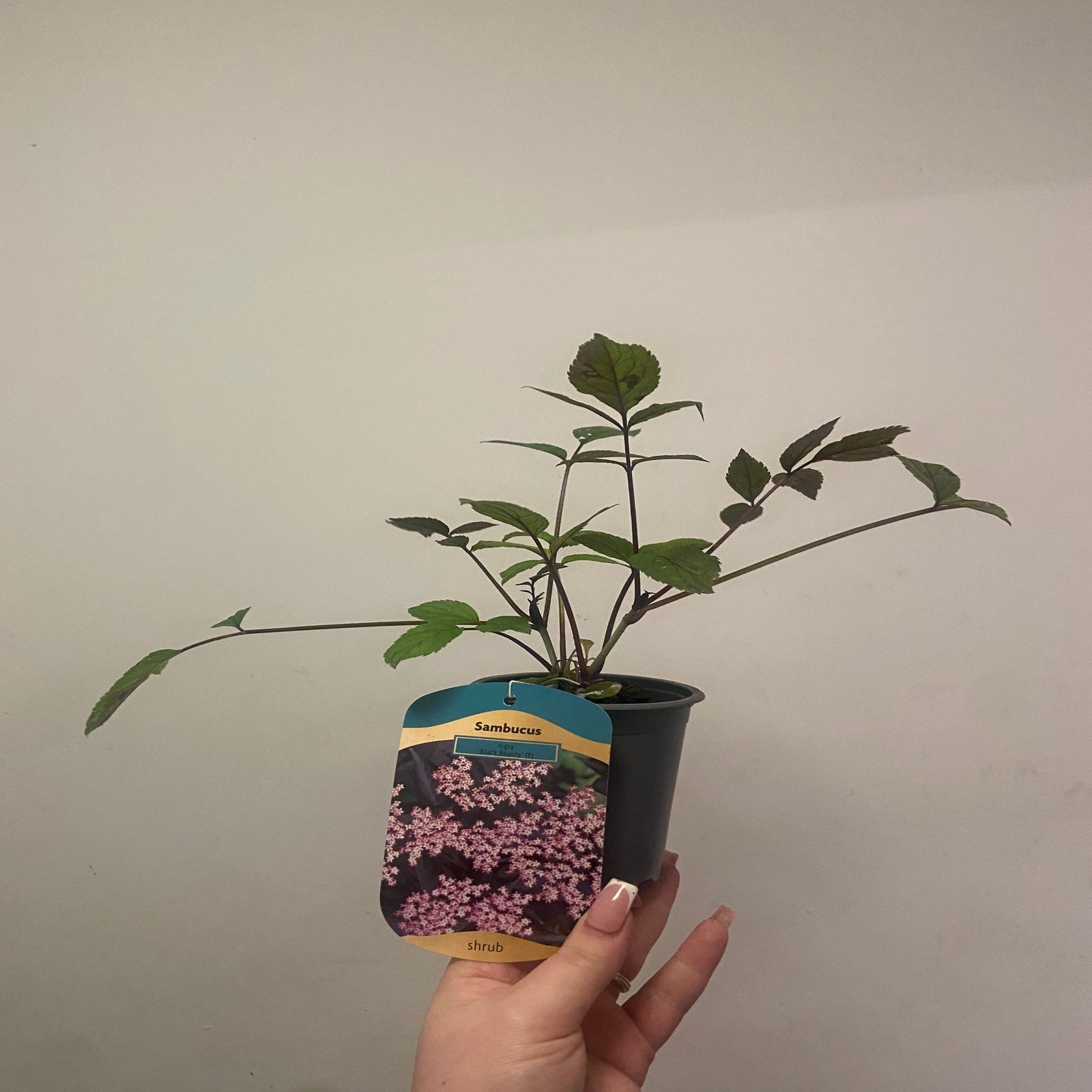 Sambucus nygra 'Black Beauty' 9cm / 3L