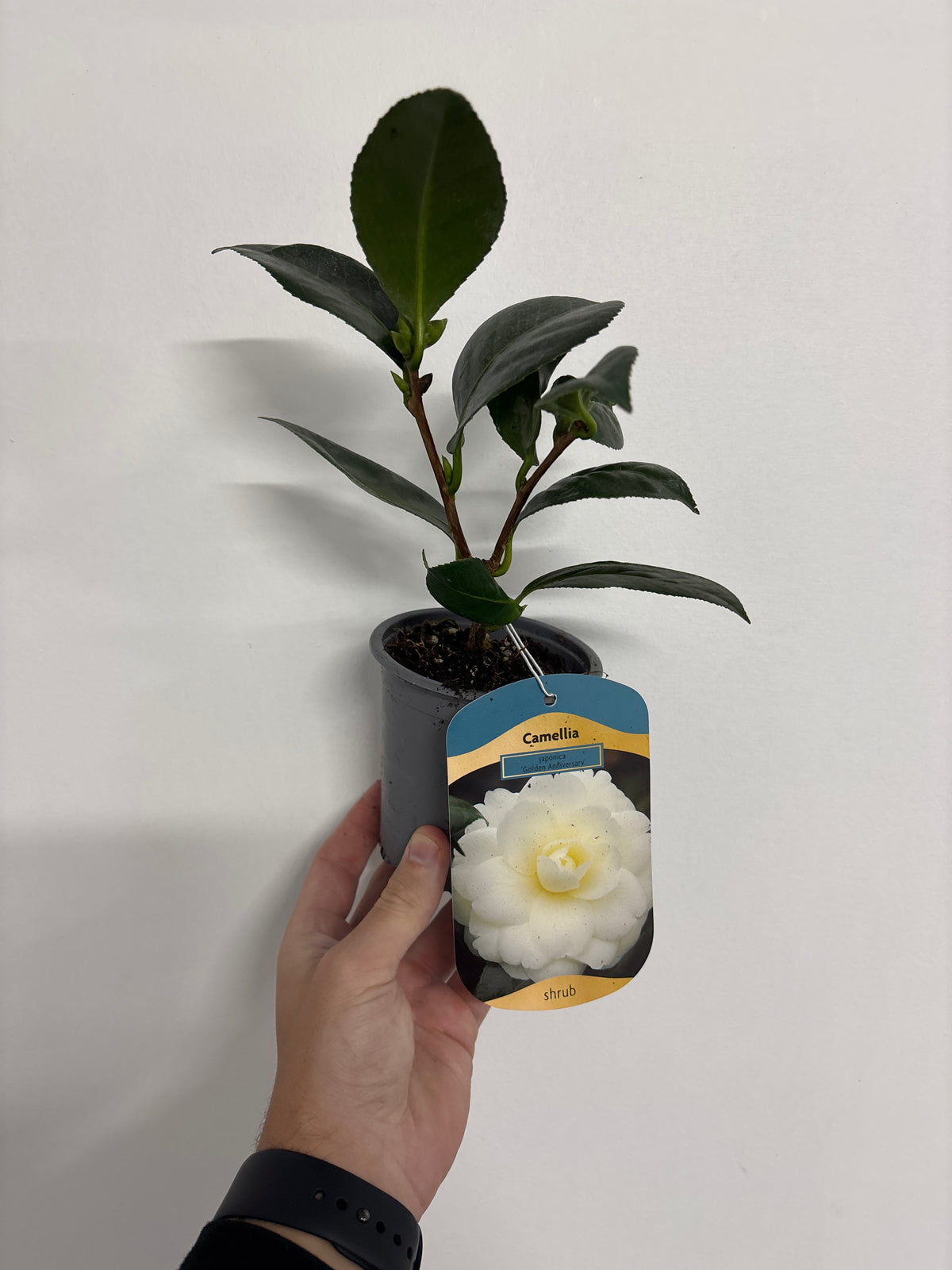 Camellia japonica &#39;Golden Anniversary&#39; 9cm, 20-30cm height