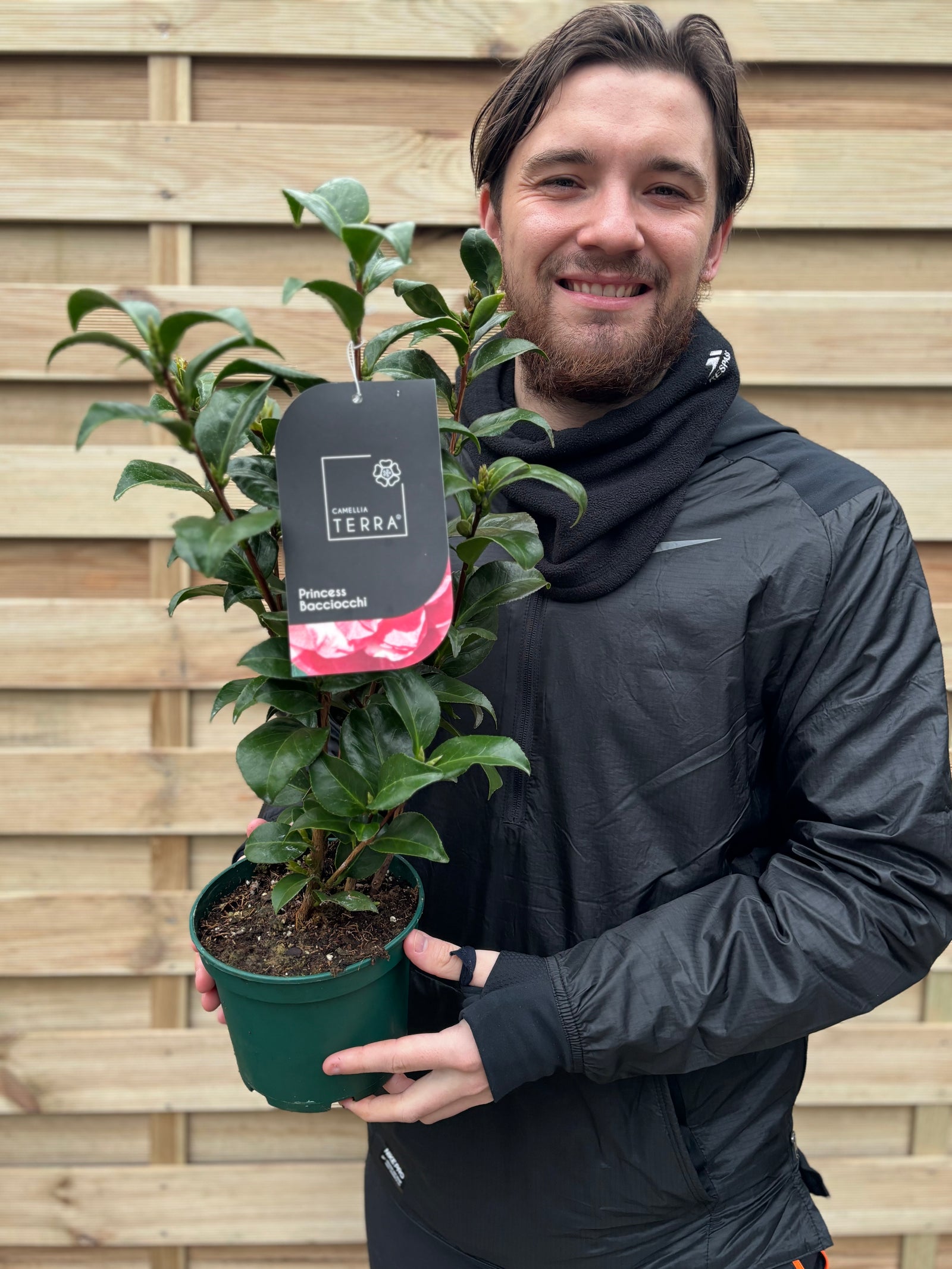 A close-up of Camellia japonica 'Princess Bacchiocci' (40-50cm), highlighting its semi-double blooms and glossy evergreen leaves.