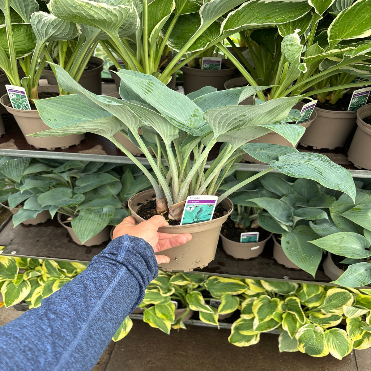 Hosta &#39;Halcyon&#39; 9cm/1.5L/2L