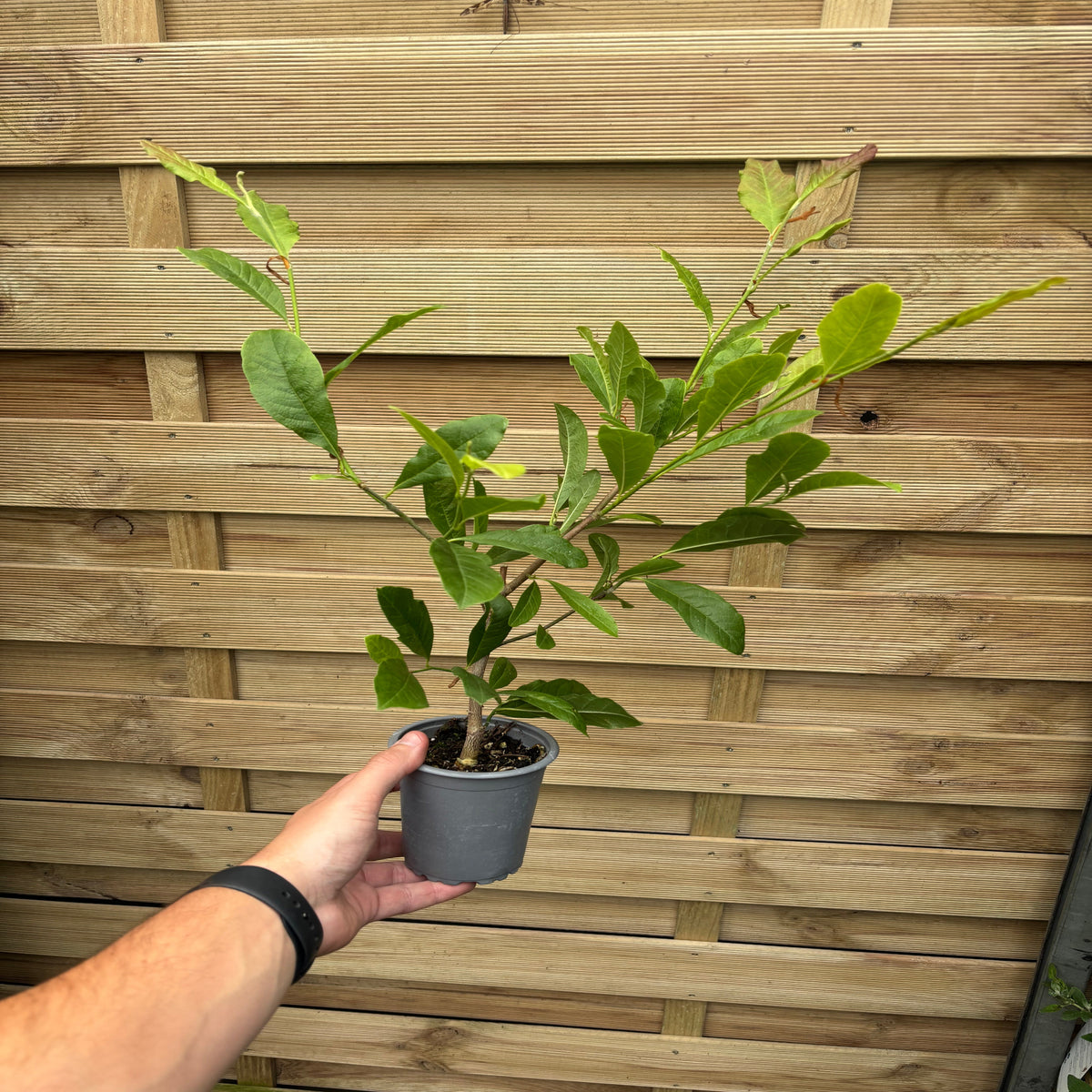 A hand holds a small gray pot with a young Magnolia stellata (Star Magnolia 9cm - 5L) against a wooden fence. The plant features slender stems and bright green leaves, hinting at its future star-shaped blooms.