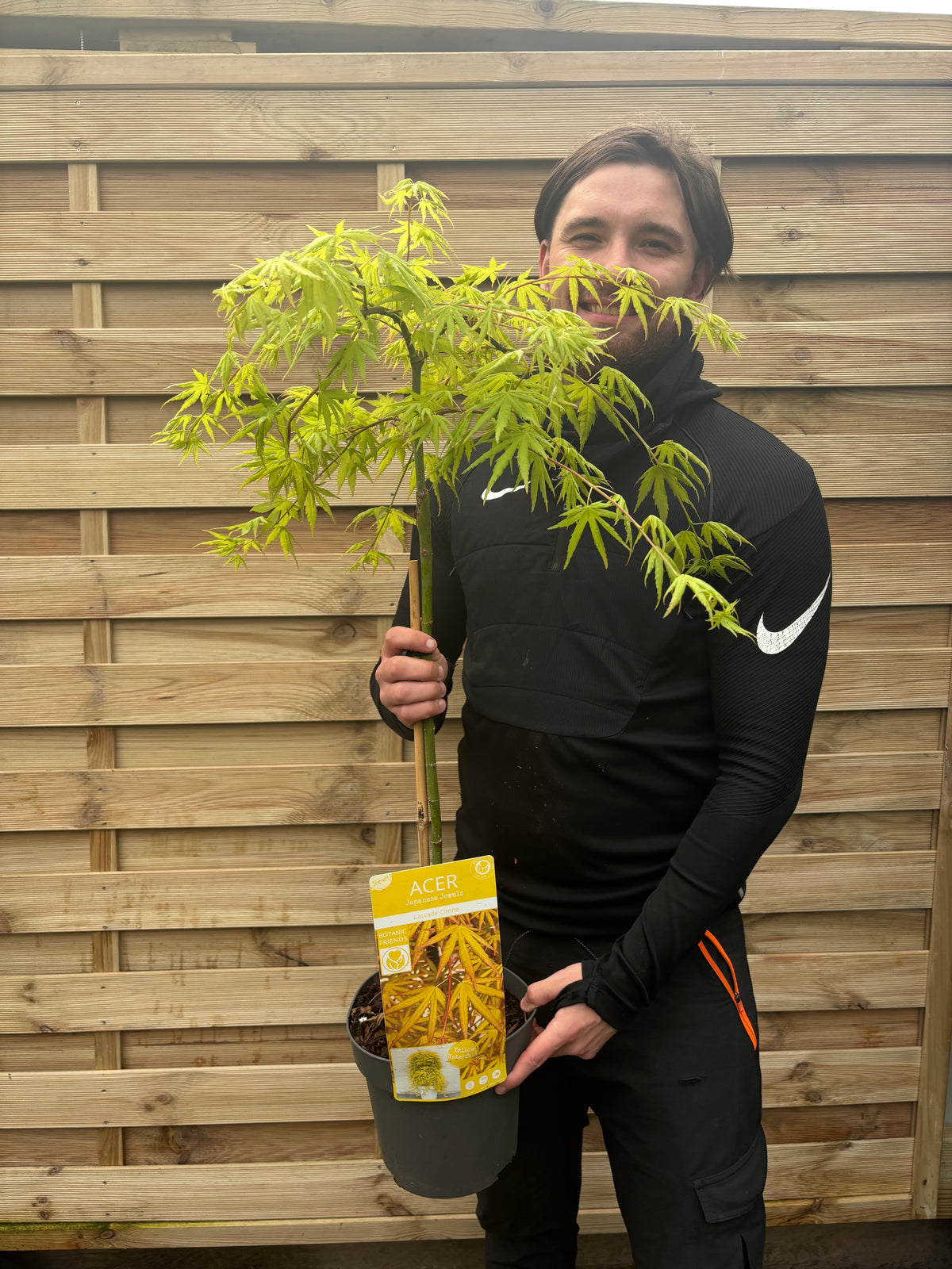 A person in black stands by a wooden fence, smiling and holding an Acer palmatum &#39;Cascade Citrine&#39; Standard (100cm)—a striking patio tree with yellow-gold foliage. The pot features a label marked “Acer” and a plant photo.