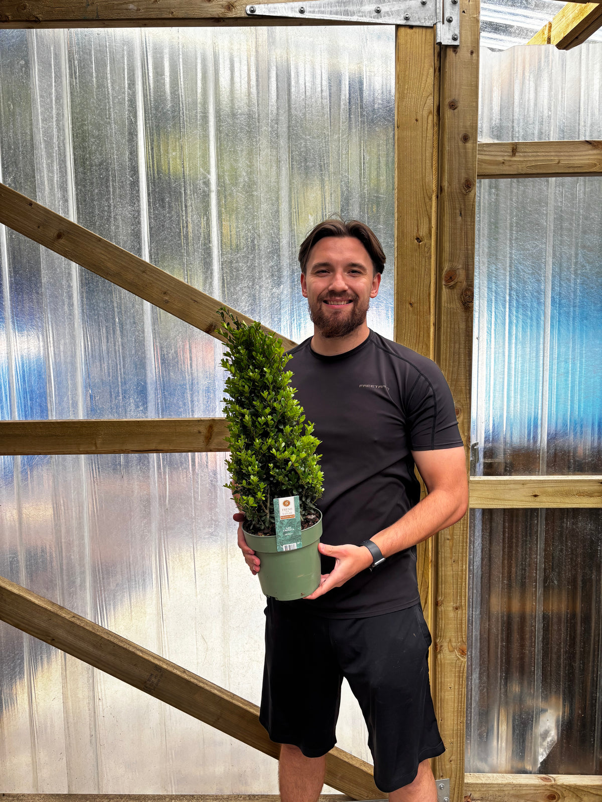 Ilex crenata 'Jenny' Cone