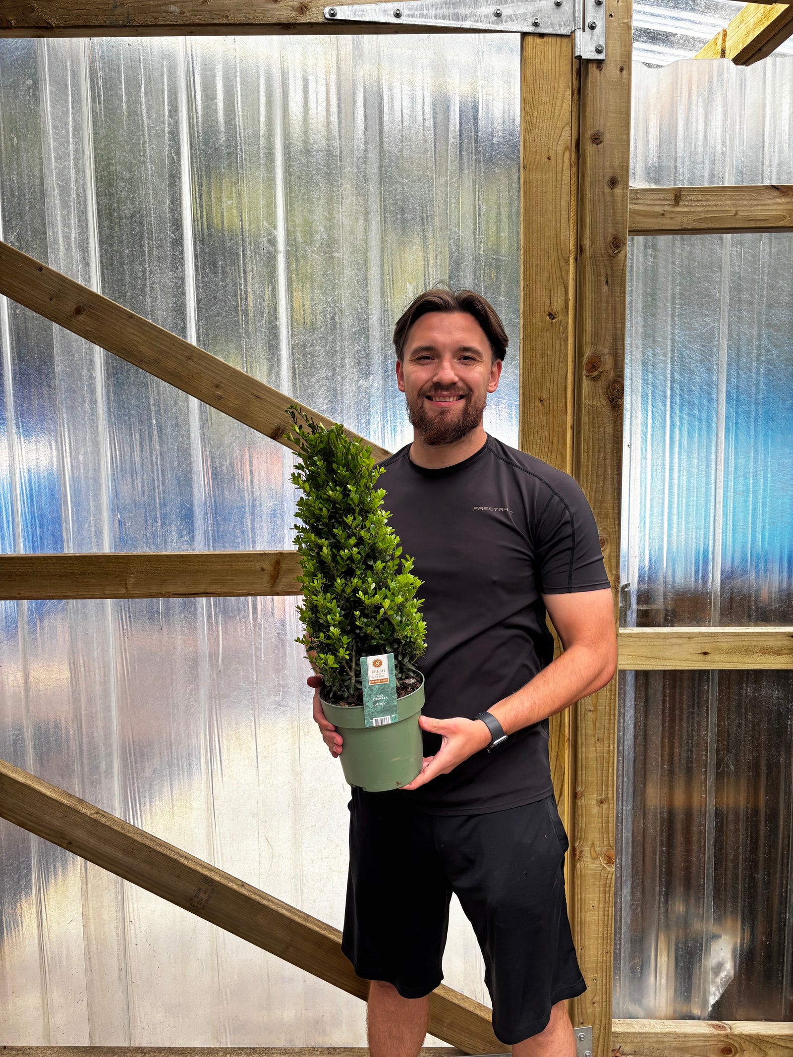 Ilex crenata 'Jenny' Cone