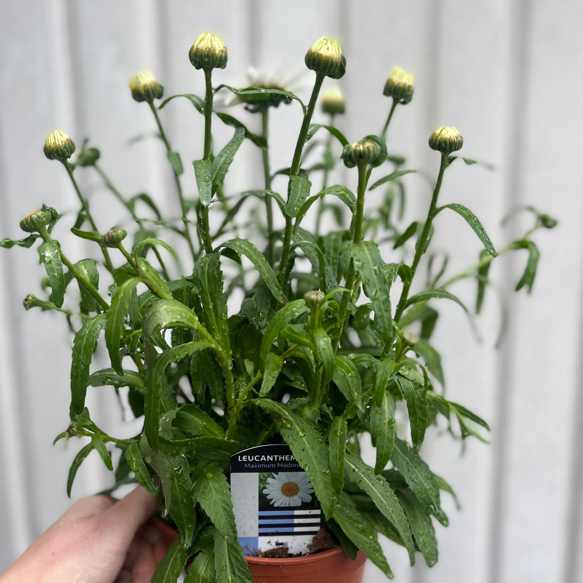 A hand holds a Leucanthemum x superbum &#39;Madonna&#39; 9cm/1.5L, a drought-tolerant perennial with green leaves and closed buds. The plant tag displays a white Shasta daisy flower against a light wall background.