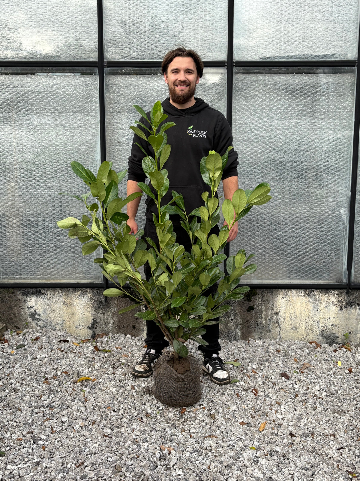 4-5ft Established Bushy ROOTBALL Cherry Laurel Hedge Plants (120-150cm)