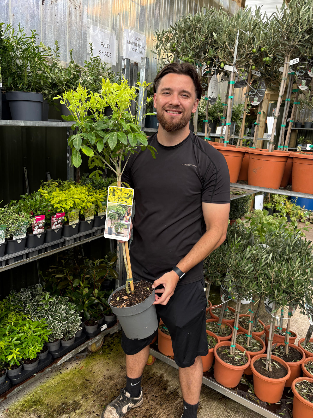 Choisya ternata ‘Sundance’ Tree – 50cm Stem