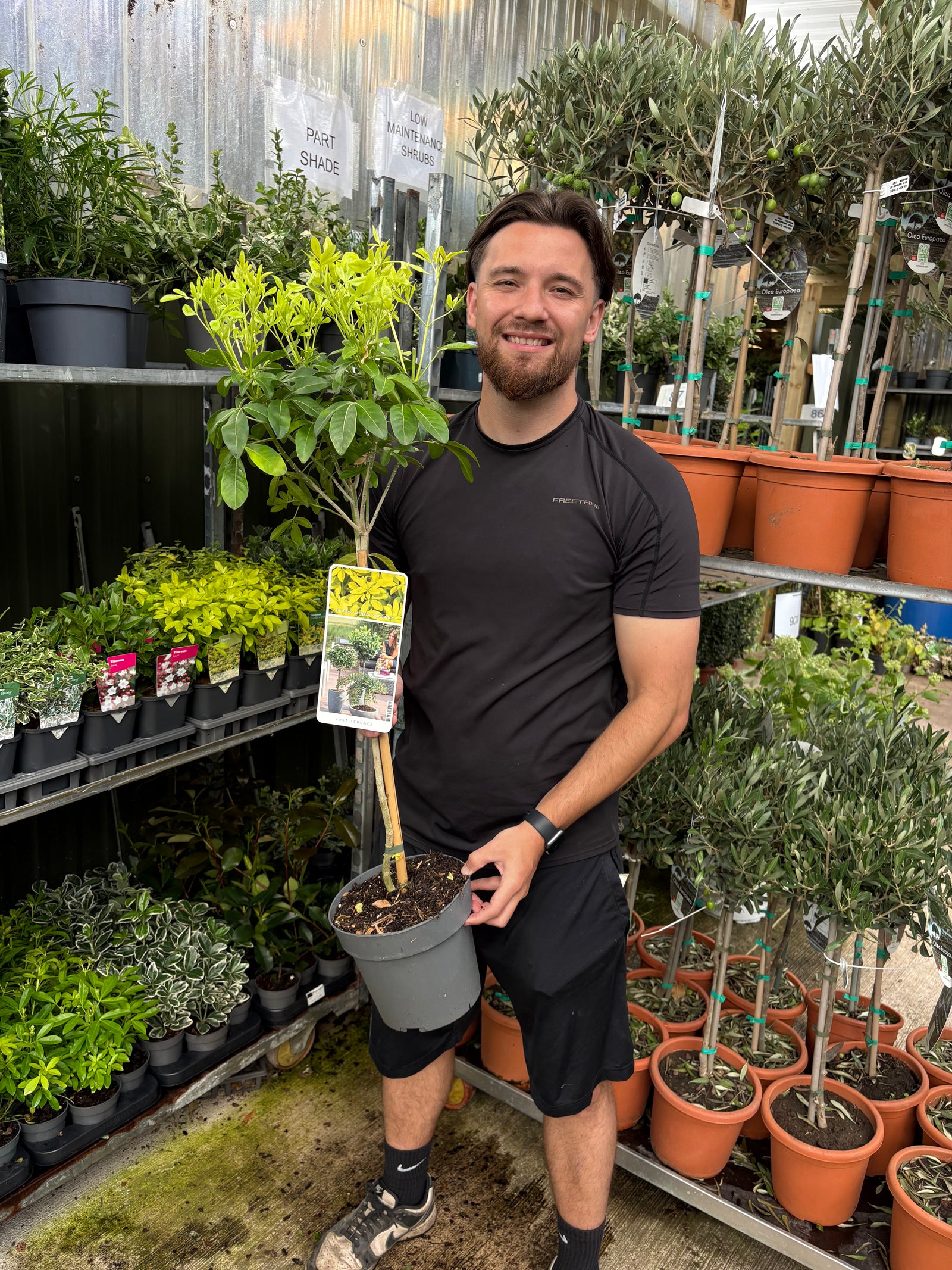 Choisya ternata ‘Sundance’ Tree – 50cm Stem
