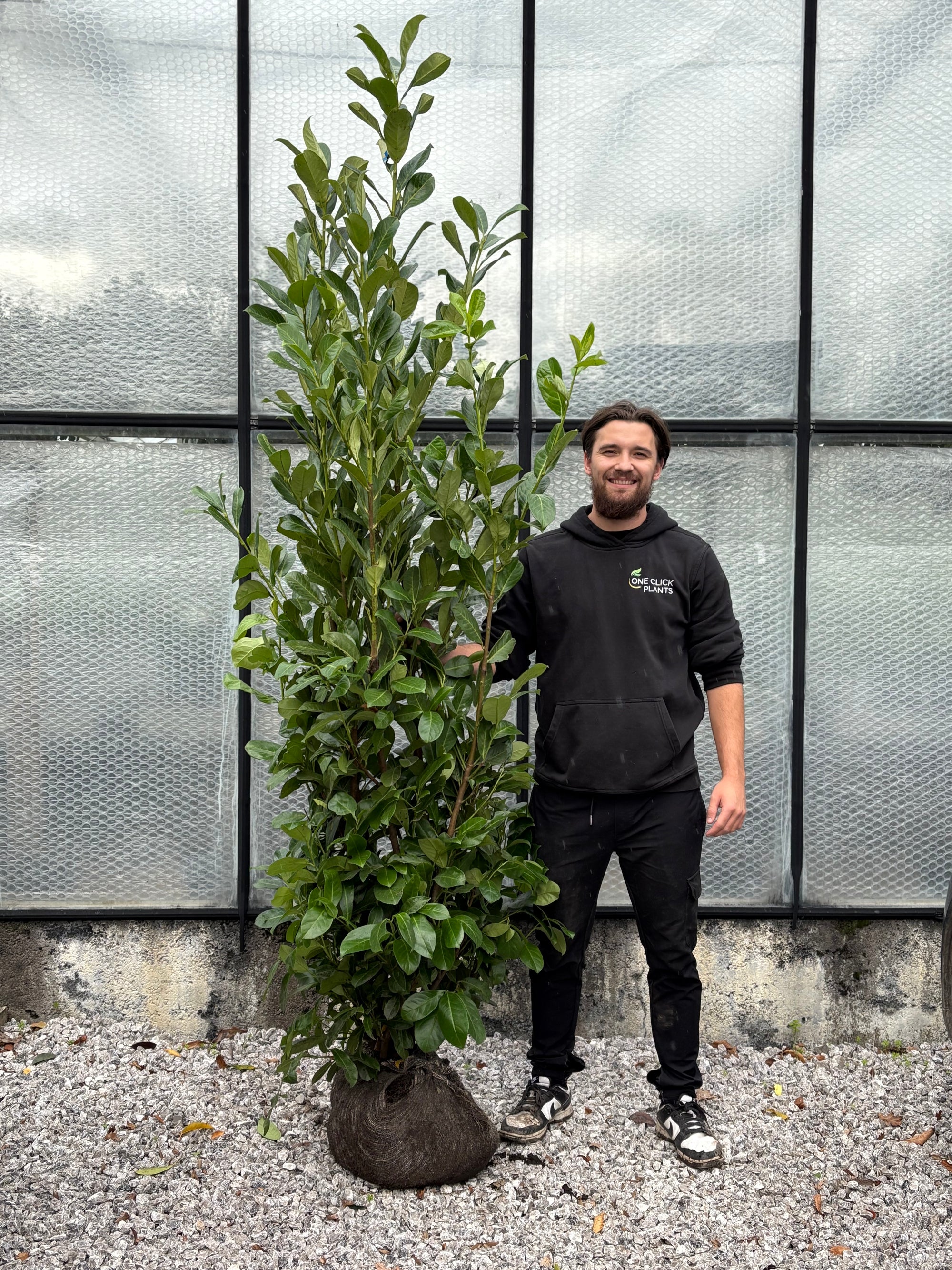 6-7ft Established Bushy ROOTBALL Cherry Laurel Hedge Plants (180-210cm)