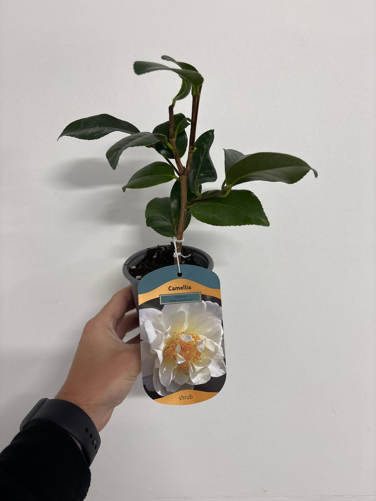 A hand holds a Camellia japonica &#39;Silver Anniversary&#39; in a 9cm/3L pot with a label showing a white Camellia flower and &quot;shrub&quot; text. The dark green leaves contrast against a plain white background.