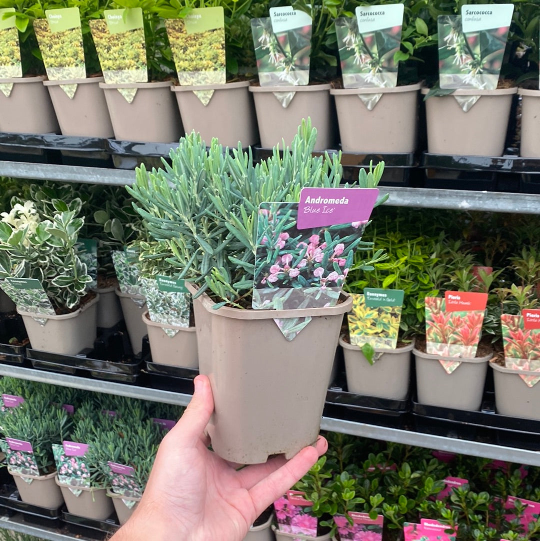 A hand holds an Andromeda &#39;Blue Ice&#39; 9cm perennial shrub in a garden center, with labeled potted plants displayed on shelves in the background.
