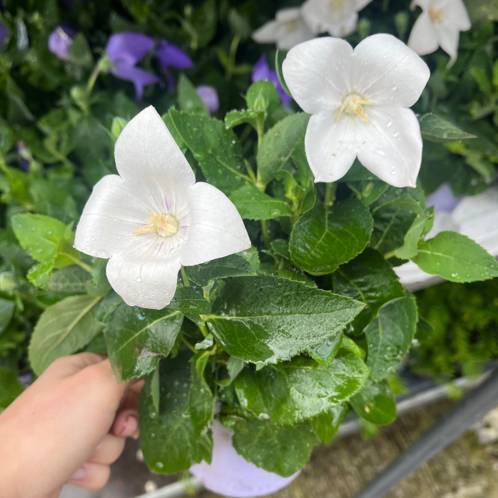 Close-up of Platycodon White 9cm, a hardy perennial, blooming among lush green leaves with several unopened yellowish buds in the background.