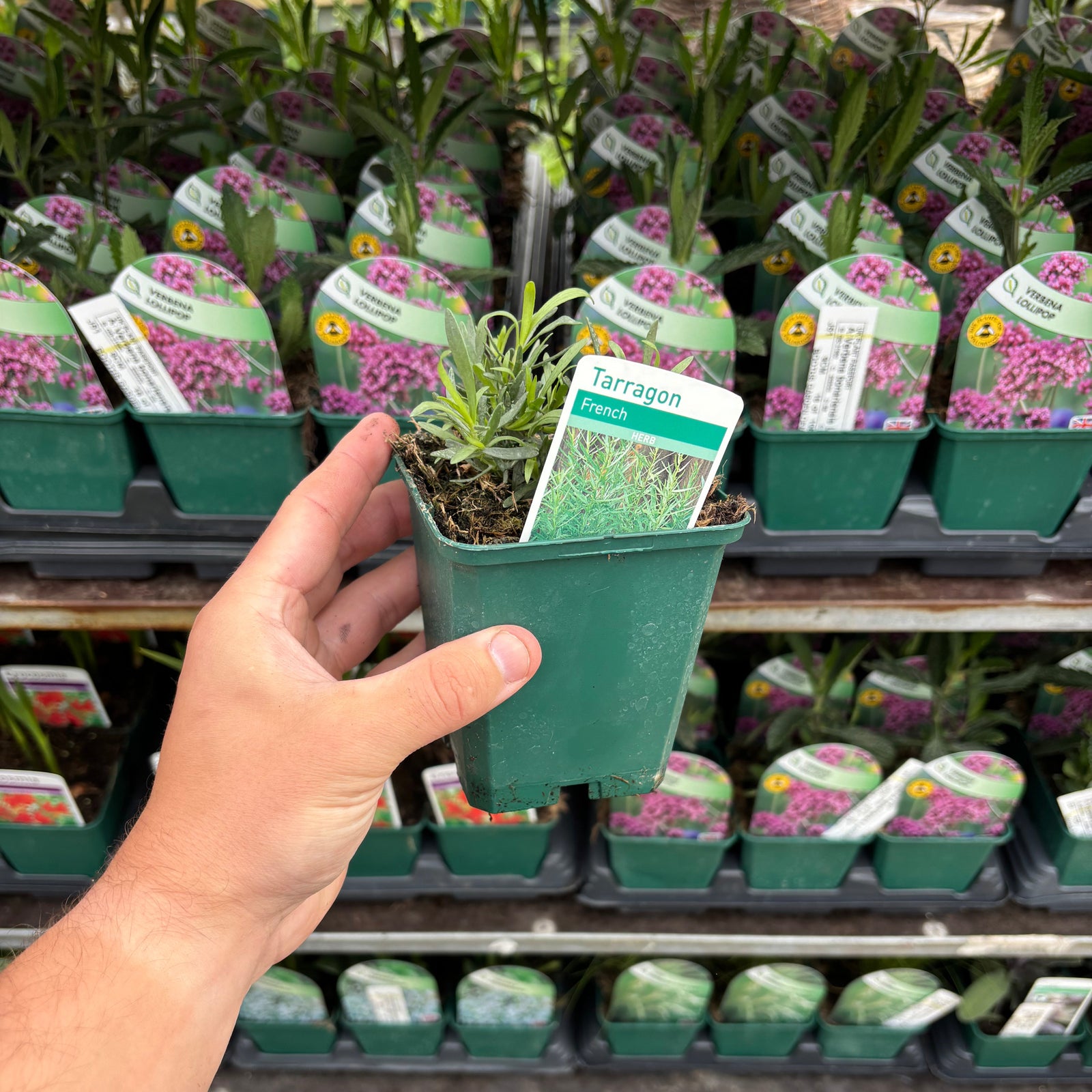French Tarragon 9cm features dense clusters of fresh, narrow, lance-shaped green leaves that grow upright, creating a lush look—ideal for French dishes or infusing delicate herb butters.