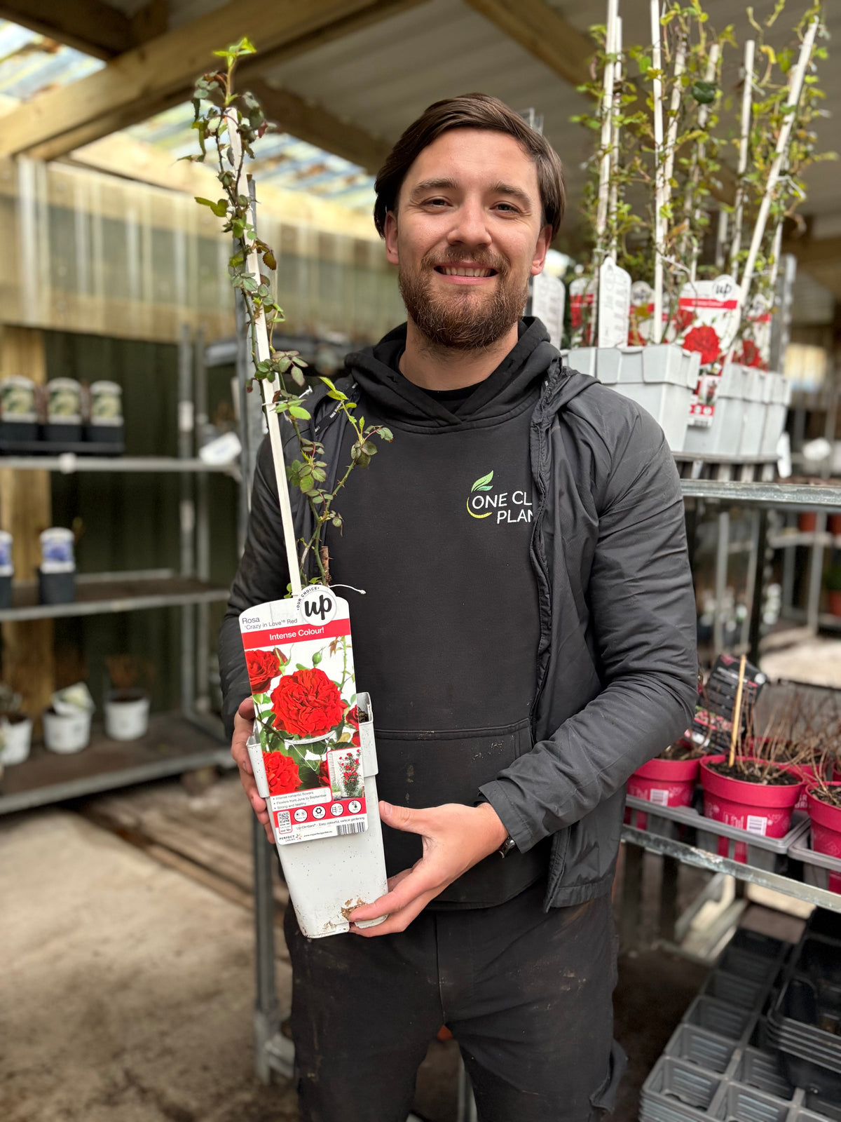 Climbing Rose 'Crazy in Love' - Red 2L