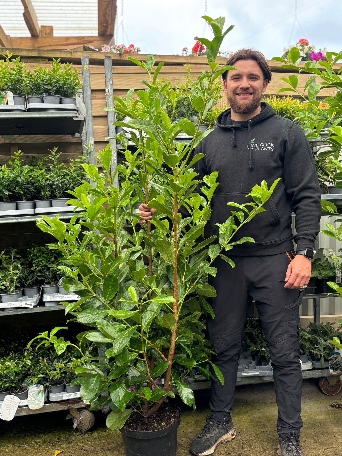 A smiling person in a black hoodie stands by a 5-6ft Potted Cherry Laurel Hedge Plant (150-180cm, Multi-Buy Offers Available) at an outdoor garden center, holding this fast-growing hedge ideal for natural privacy. Shelves of assorted plants surround them.
