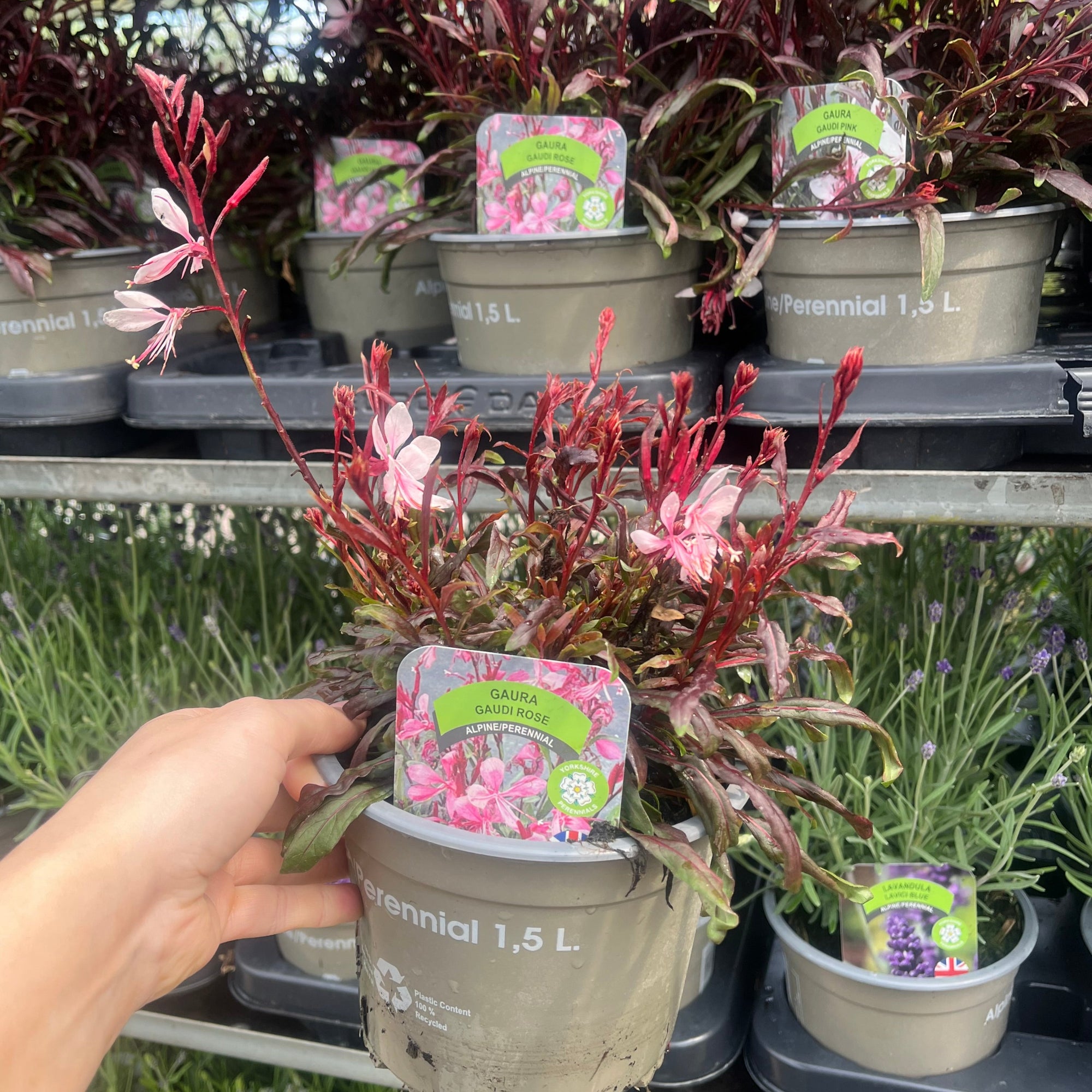 Gaura 'Gaudi Pink' 1.5L