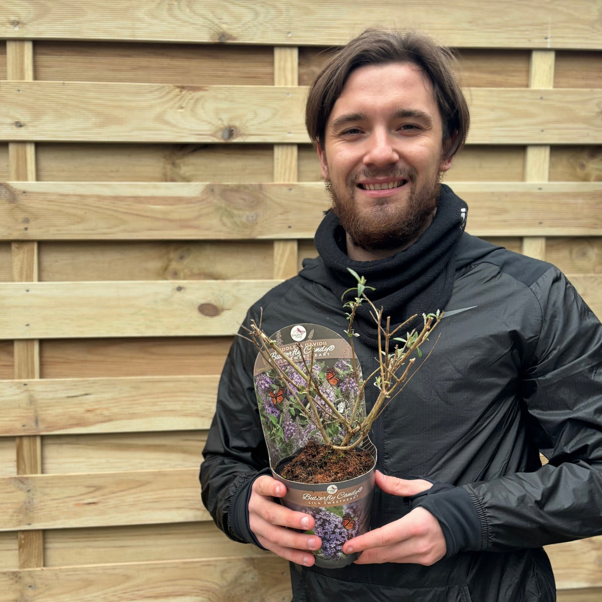 Buddleja &#39;Butterfly Candy Little Lila&#39; 9cm/1L/3L