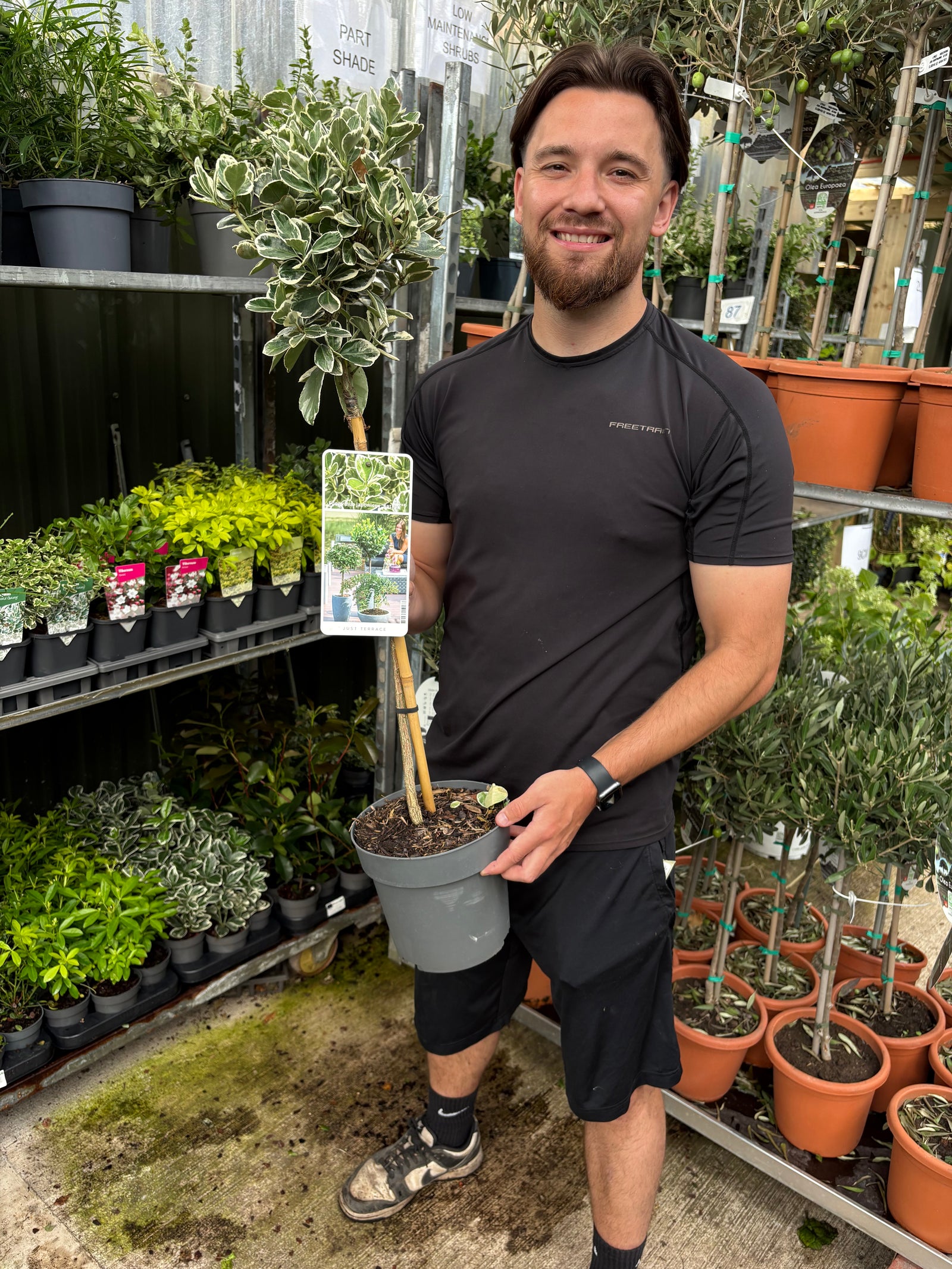 Euonymus japonicus ‘Kathy’ Tree – 50cm Stem