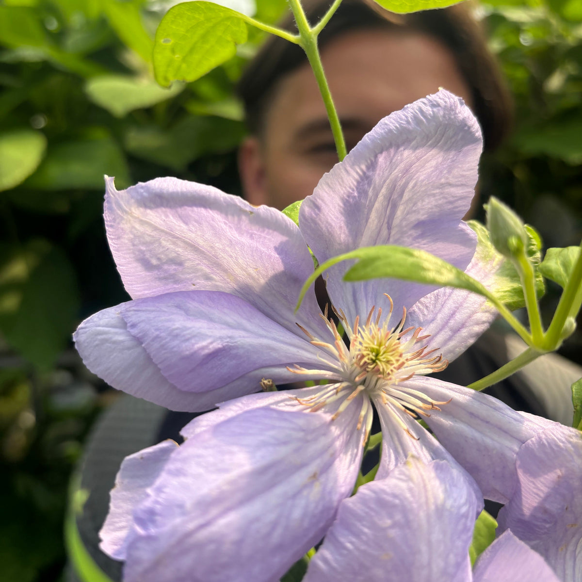 A close-up of Clematis &#39;Mrs. Cholmondeley&#39; 60cm shows its large lavender-blue blooms in focus, partially obscuring a person amid green leaves and sunshine.