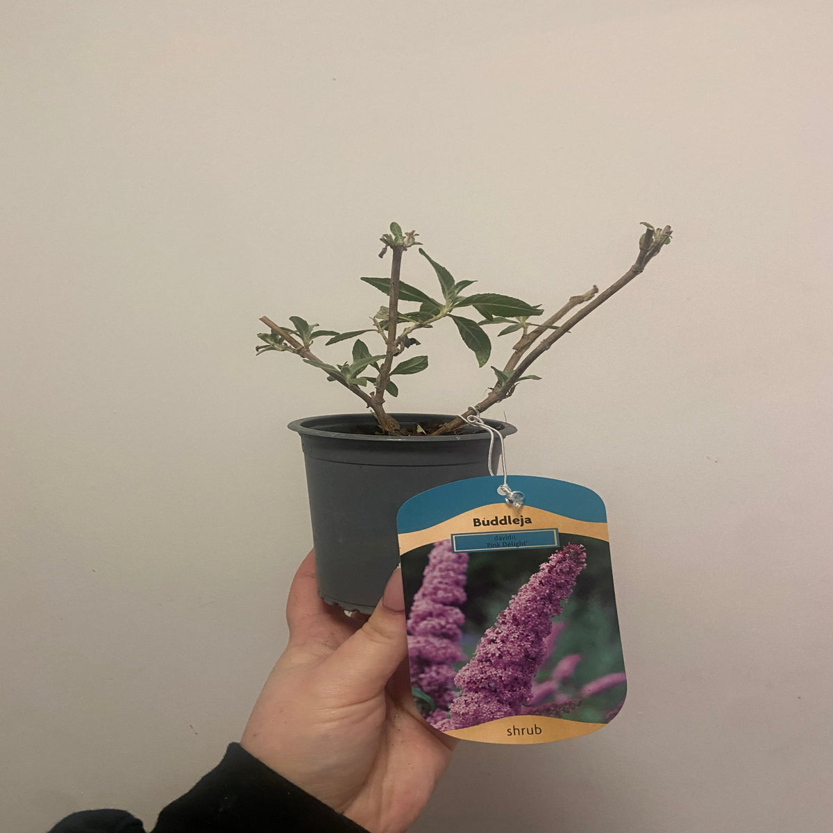 A hand holds a Buddleja davidii &#39;Pink Delight&#39; (9cm/1L), a deciduous shrub with sparse green leaves. The plant tag shows blooming pink flowers and &quot;shrub,&quot; suggesting its future as a fragrant butterfly bush. A plain light wall forms the backdrop.
