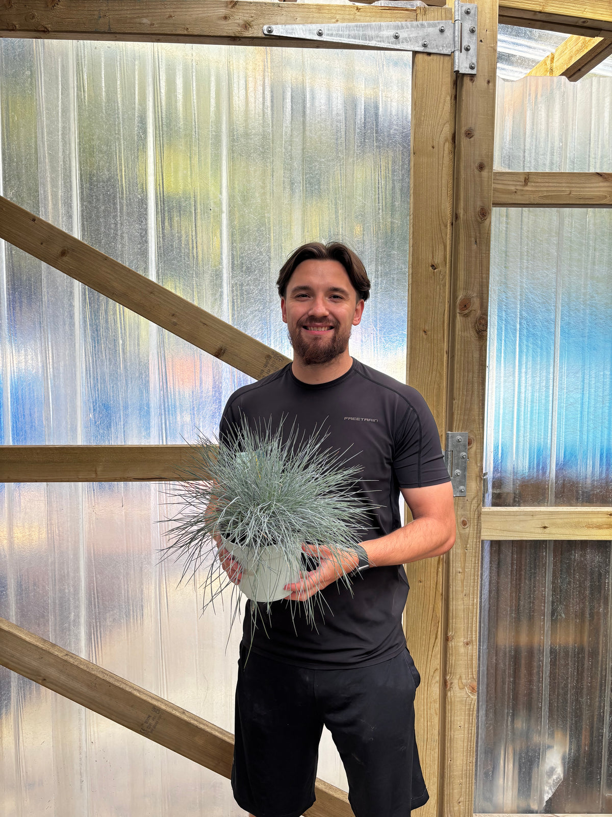Blue Grass - Festuca Elijah Blue