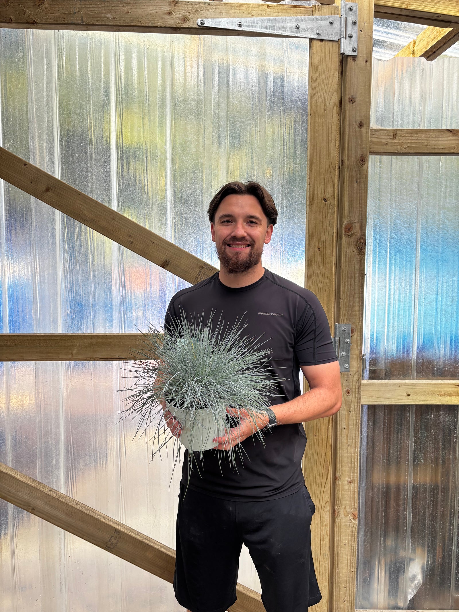 Blue Grass - Festuca Elijah Blue