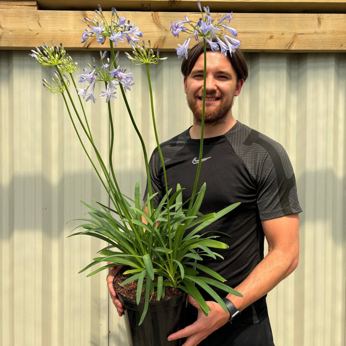 Agapanthus &#39;Dr Brouwer&#39; 5L