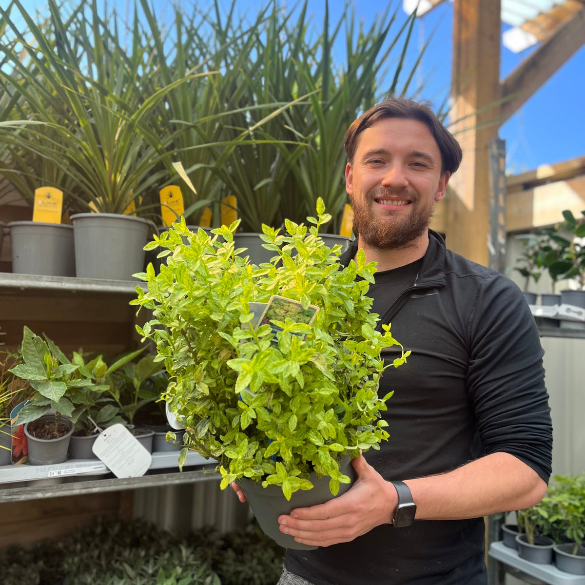 Euonymus fortunei &#39;Golden Harlequin&#39; 5L