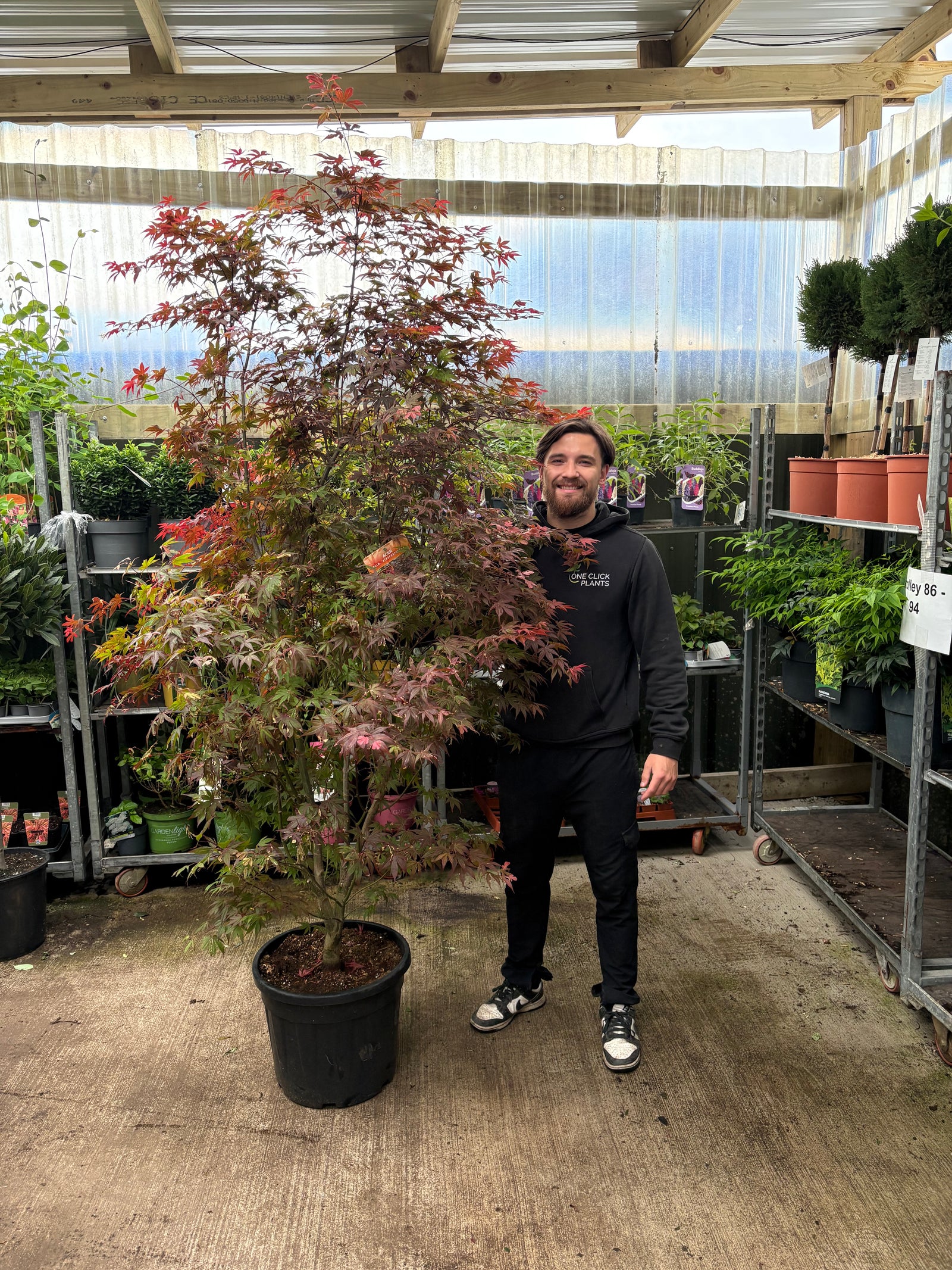 Acer palmatum 'Atropurpureum' 10.5cm-130L