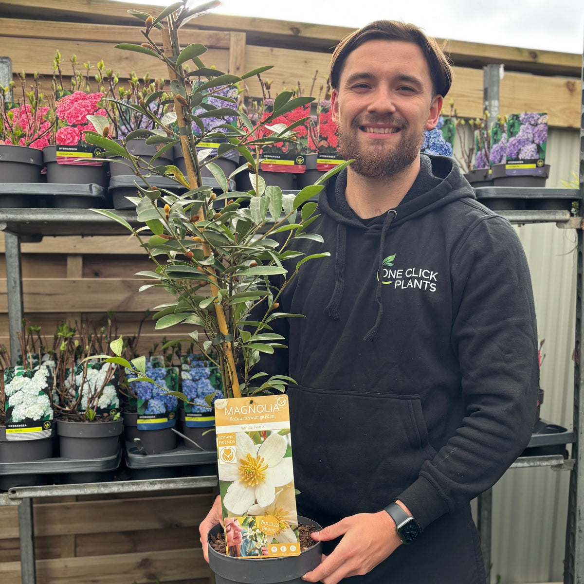 A smiling man in a black One Click Plants hoodie holds an Evergreen Magnolia | Fairy Magnolia laevifolia ‘Vanilla Pearls’ | 90-100cm at a garden center, with vibrant flowers arranged on shelves in the background.