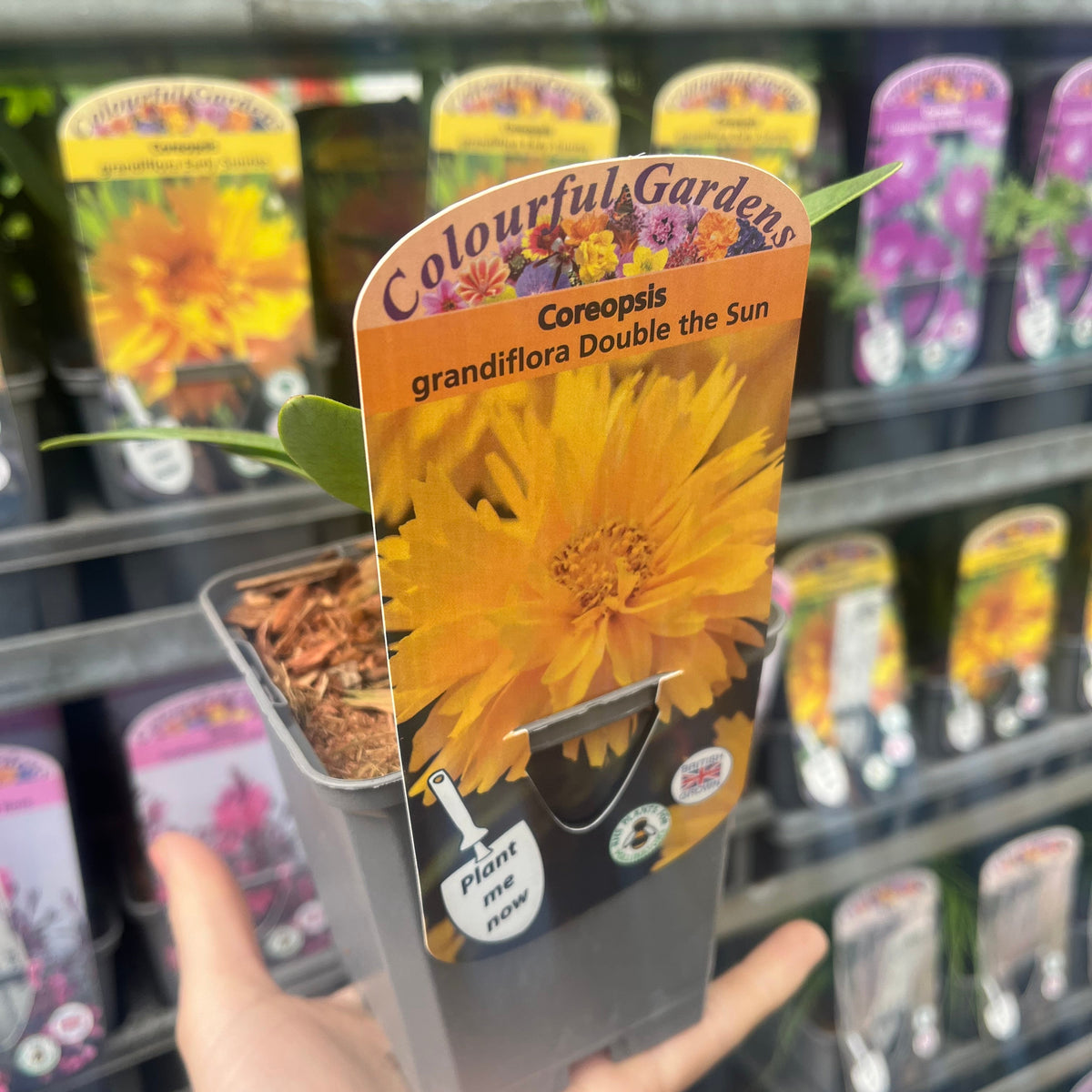 A hand holds a potted Coreopsis grandiflora Double the Sun 9cm-3L, a drought-tolerant perennial with a bright yellow Colourful Gardens label. Similar double yellow perennials with matching labels are displayed on shelves in the background.