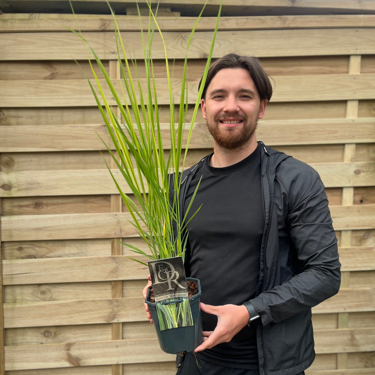 Panicum virigatum Northwind 9cm / 2L / 12L