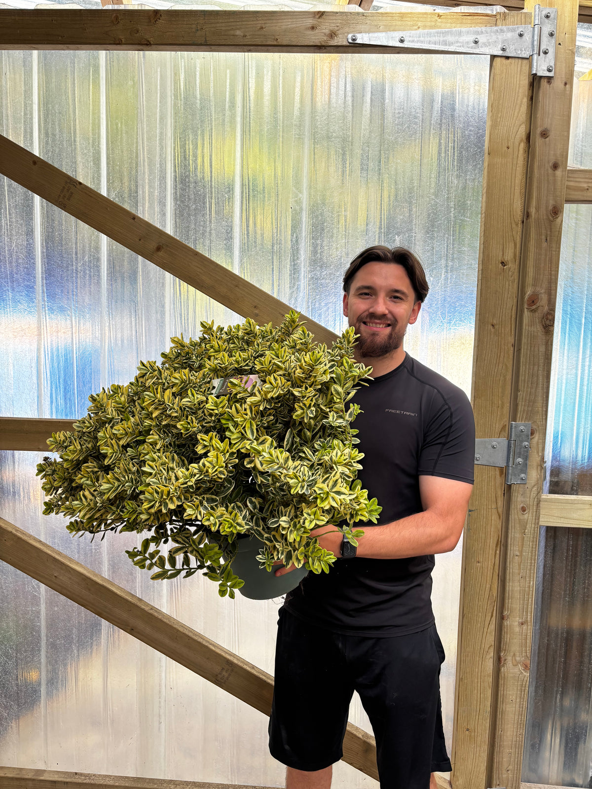 Variegated Hebe 'Franciscana' 5L / 7.5L