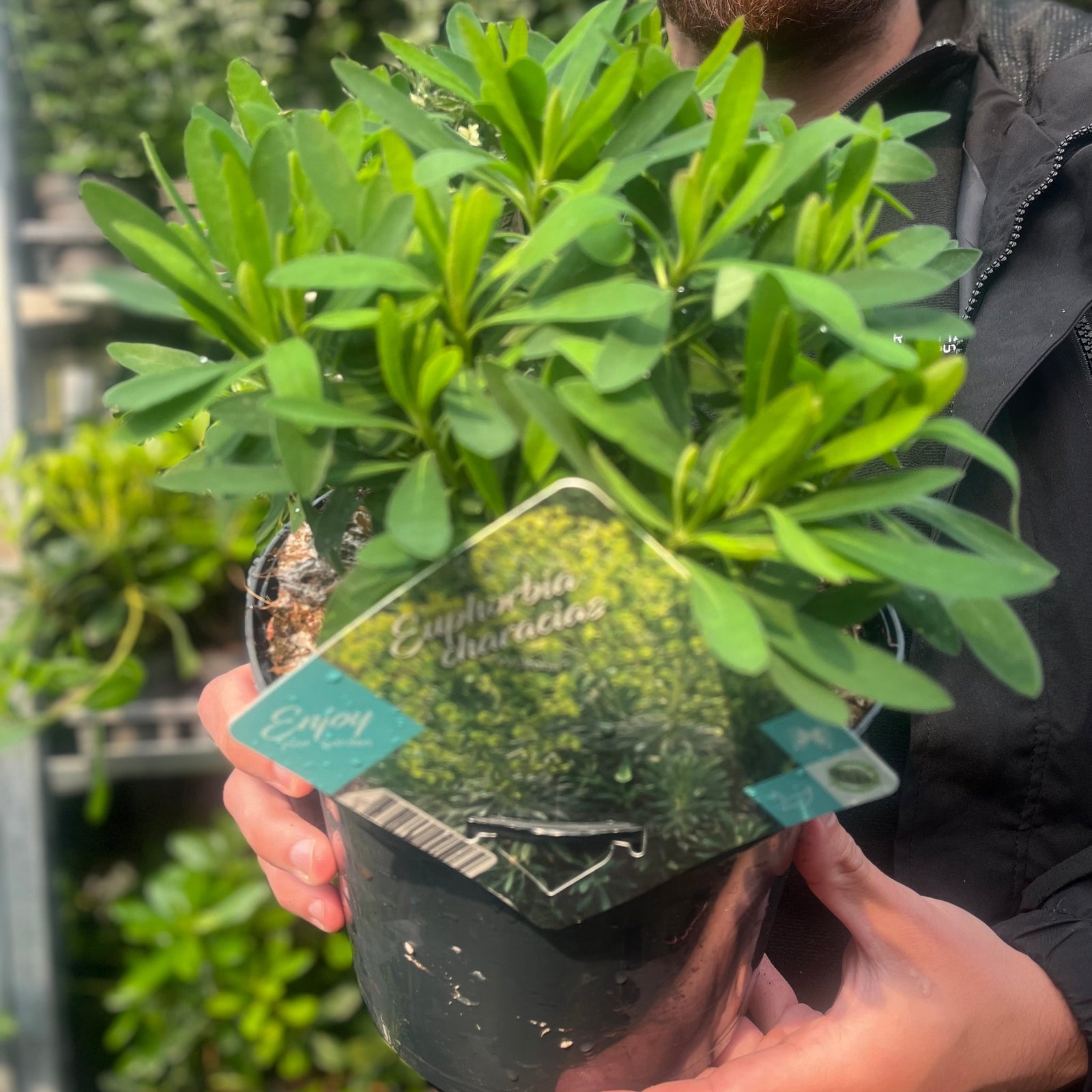 Euphorbia characias 'Wulfenii' 3L