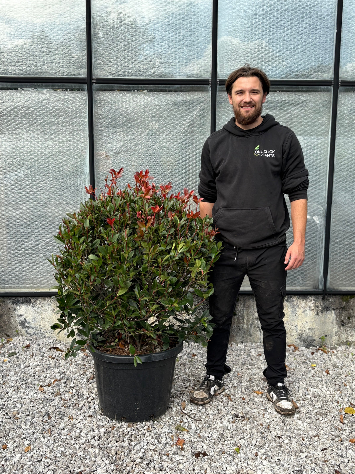 Photinia &#39;Red Robin&#39; Ball 45L (60cm dia.)