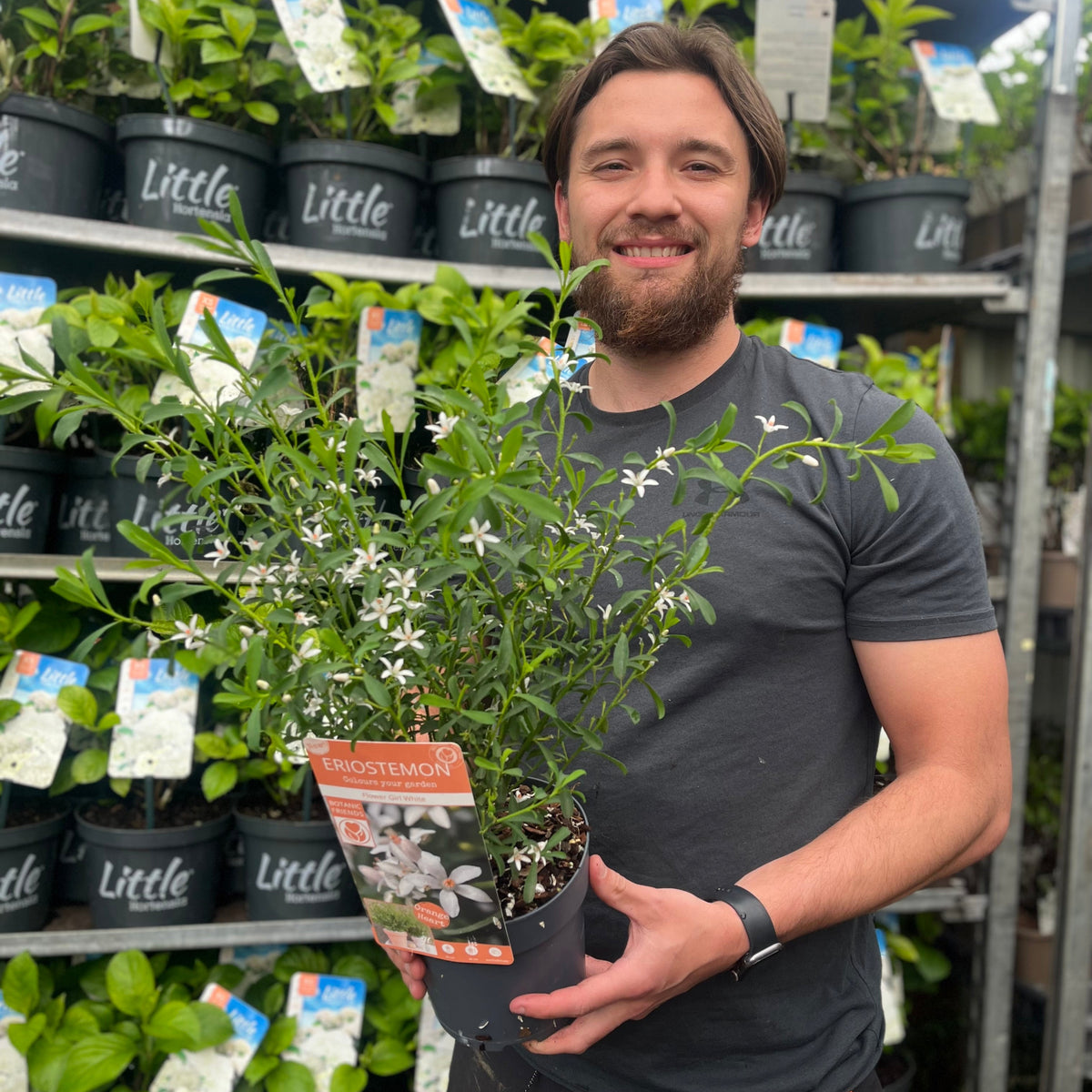 Eriostemon &#39;Flower Girl White&#39; 2L