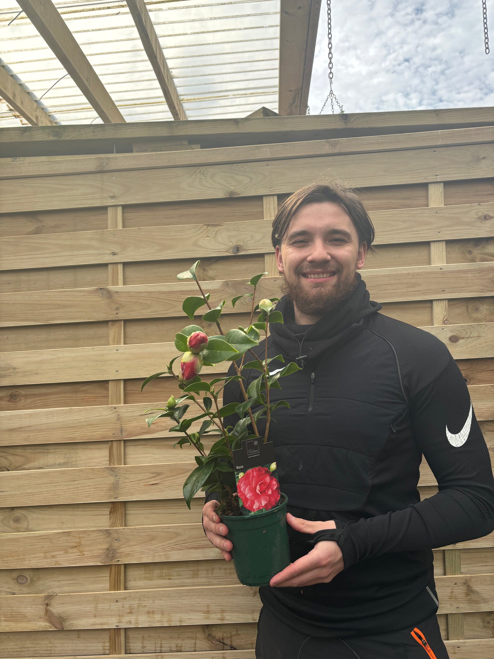 Camellia japonica 'Roja' 40-50cm