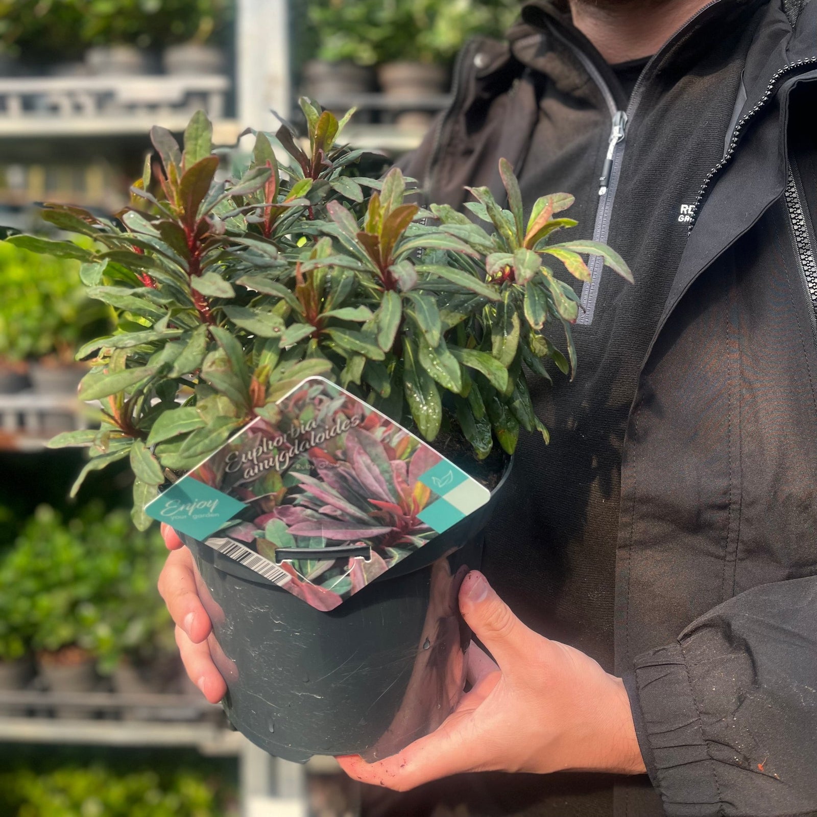 A person holding a Euphorbia amygdaloides 'Ruby Glow' 3L, an evergreen perennial admired for its vibrant foliage and occasional lime-green flowers.