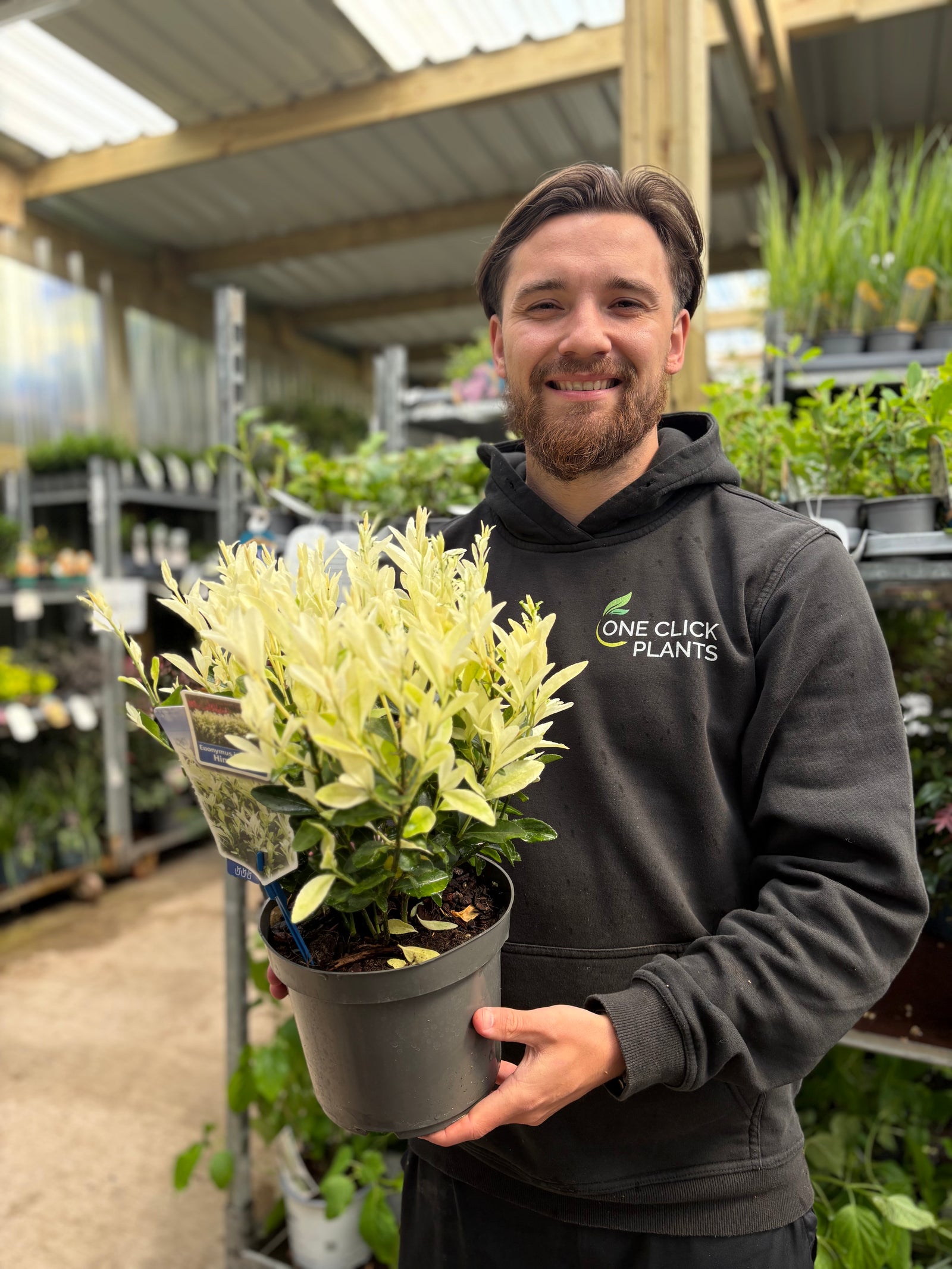 Euonymus japonica 'Himalaya' 9cm/2L/5L