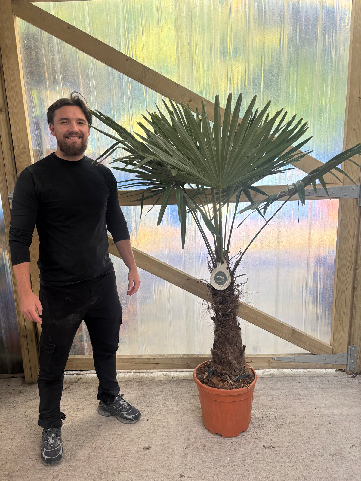 Trachycarpus Fortunei (160-80cm/ TRUNK 40-50cm) 25L