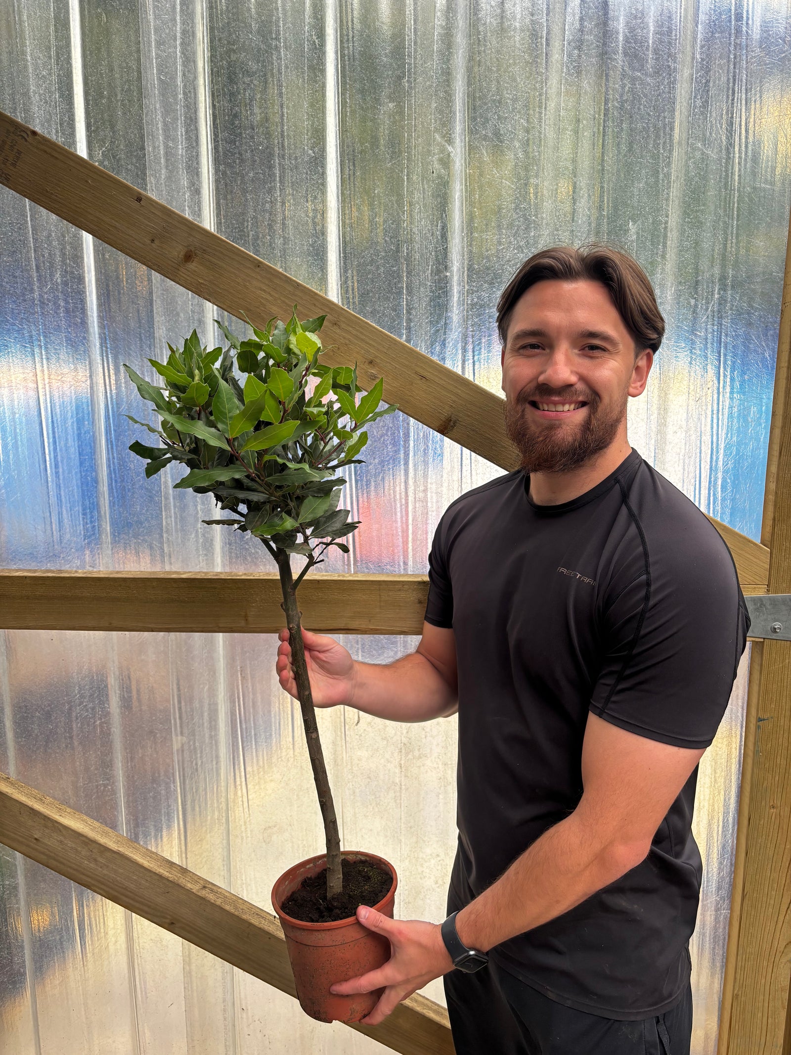 Standard Bay Tree | Laurus nobilis (70-80cm)